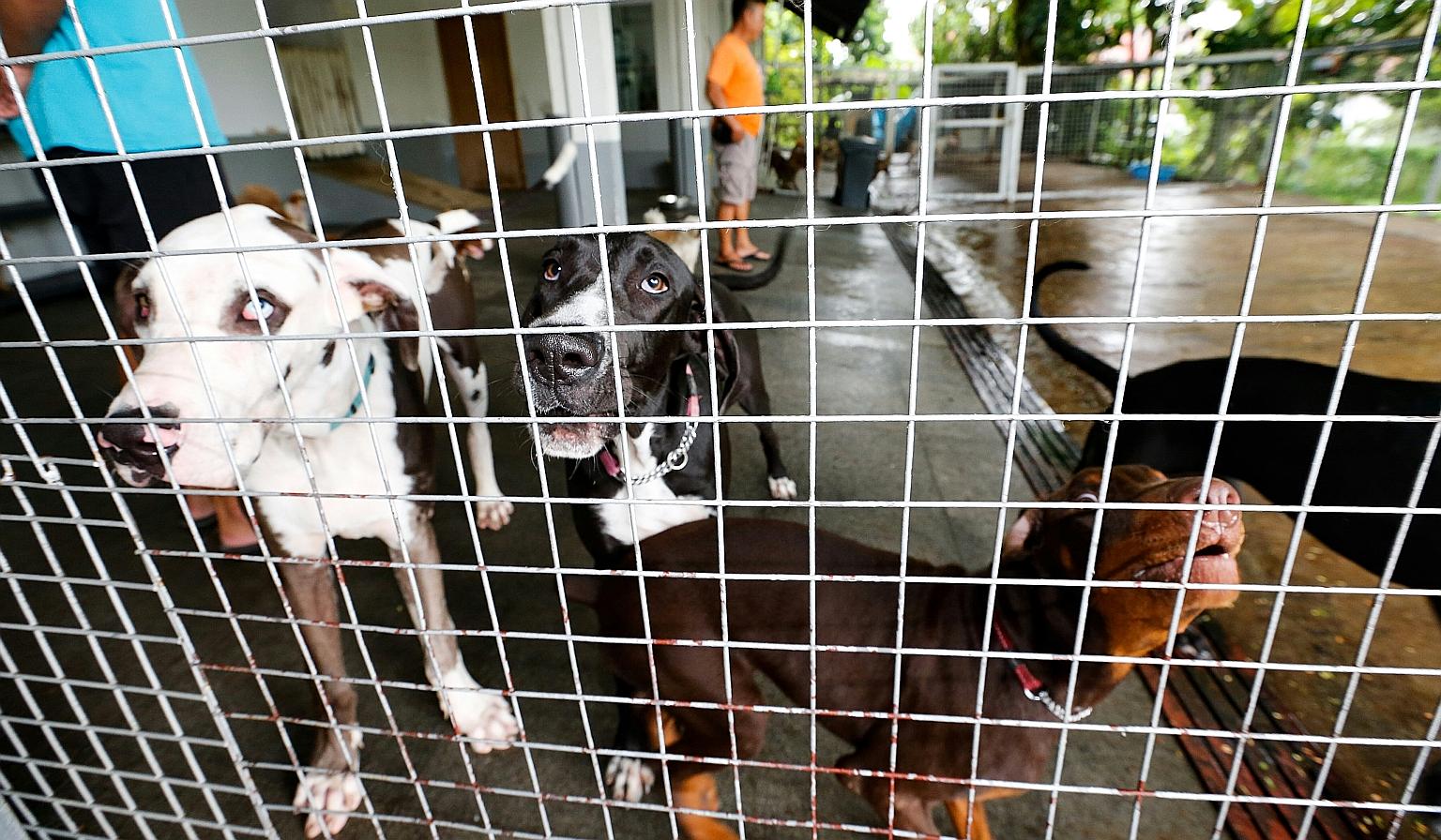 Dogs under quarantine at Sunny Heights daycare centre yesterday. It has been issued an isolation order, prohibiting any dogs from entering or leaving the premises during the investigation without AVA's authorisation.