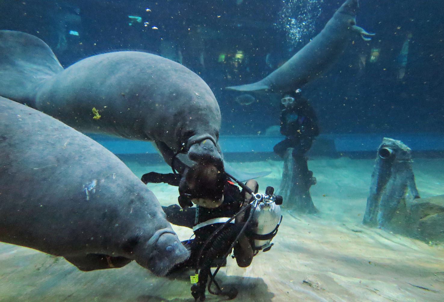 Two River Safari manatees headed to Caribbean for breeding programme ...