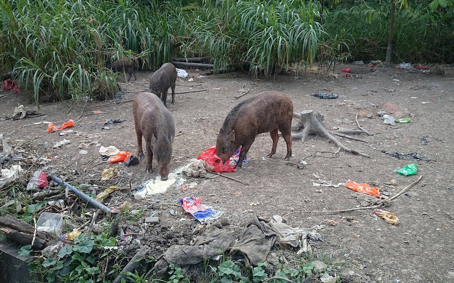 People have been seen feeding wild boars in the Lorong Halus area, raising concerns.