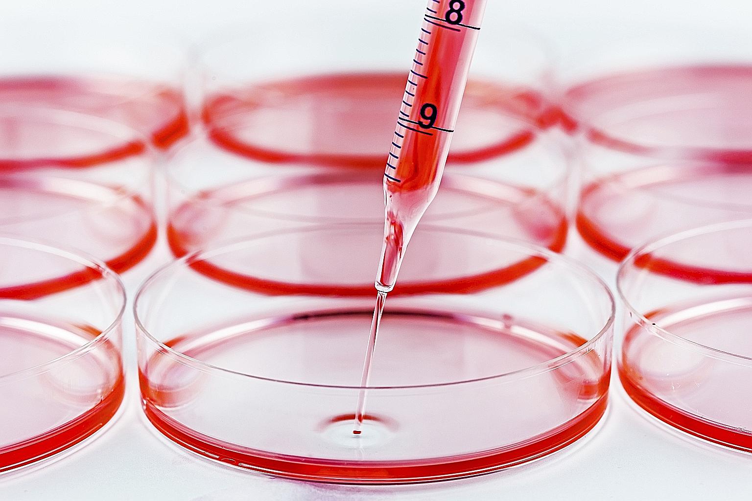 Scientists at the Genome Institute of Singapore are creating models of lung, liver, breast and colon cancer tumours in the lab so they can artificially induce them to become resistant to a particular drug, or to spread, and then study them to find ou
