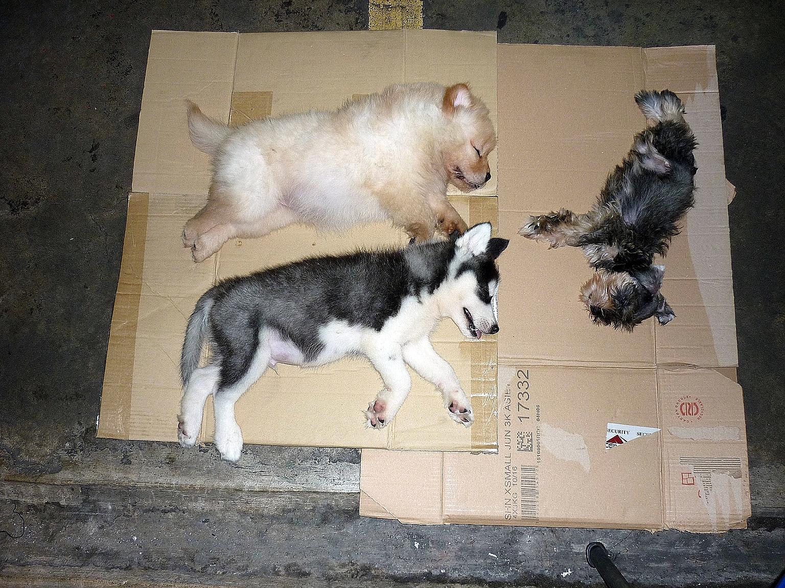 Immigration officers at Woodlands Checkpoint found the three sedated puppies hidden inside a modified speaker box in Loh Chee Chiang's car boot and referred the case to the AVA.