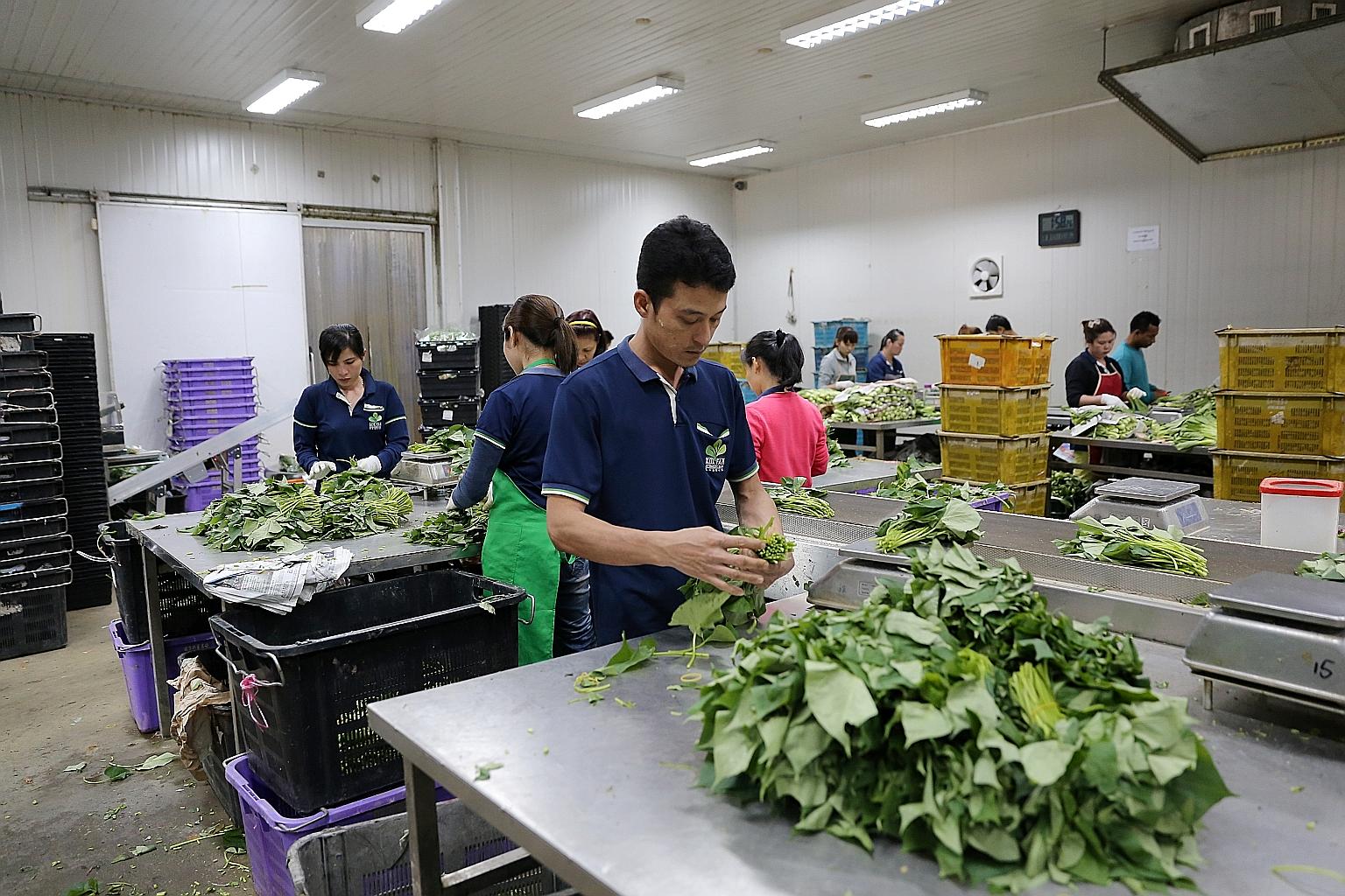 Keeping up with the times: Kok Fah Technology Farm uses a composting machine, a "plug popper" to extract seedlings before replanting, and an automatic irrigation system.