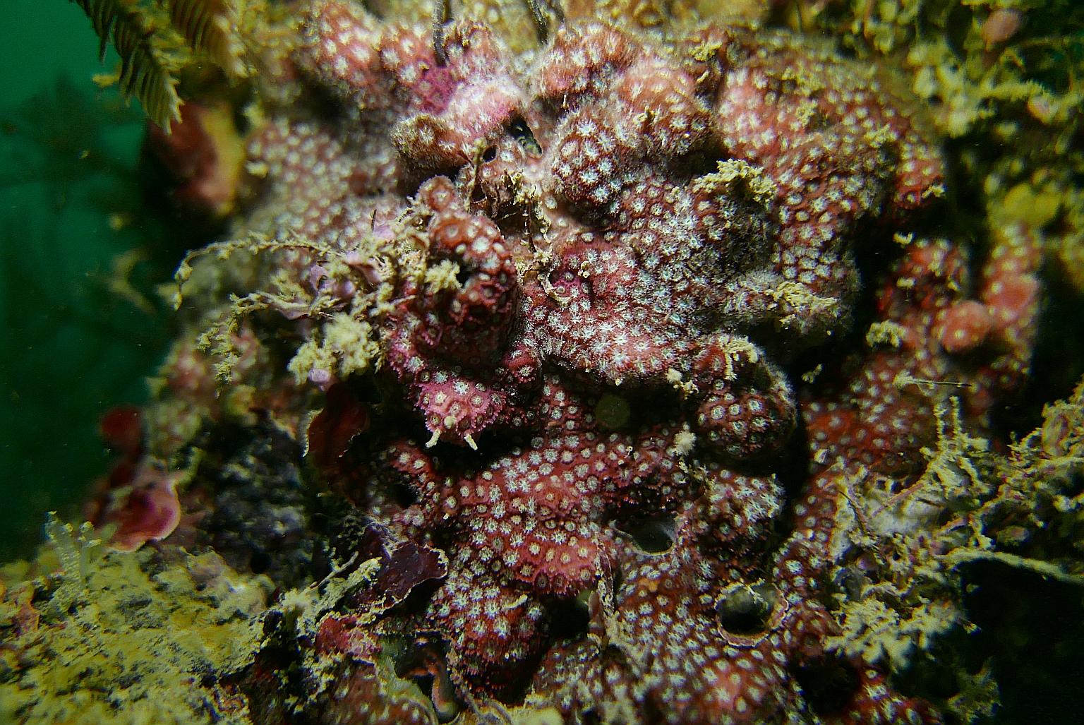 SPH has sponsored 10 hard coral fragments from four species, including Madracis kirbyi (above).