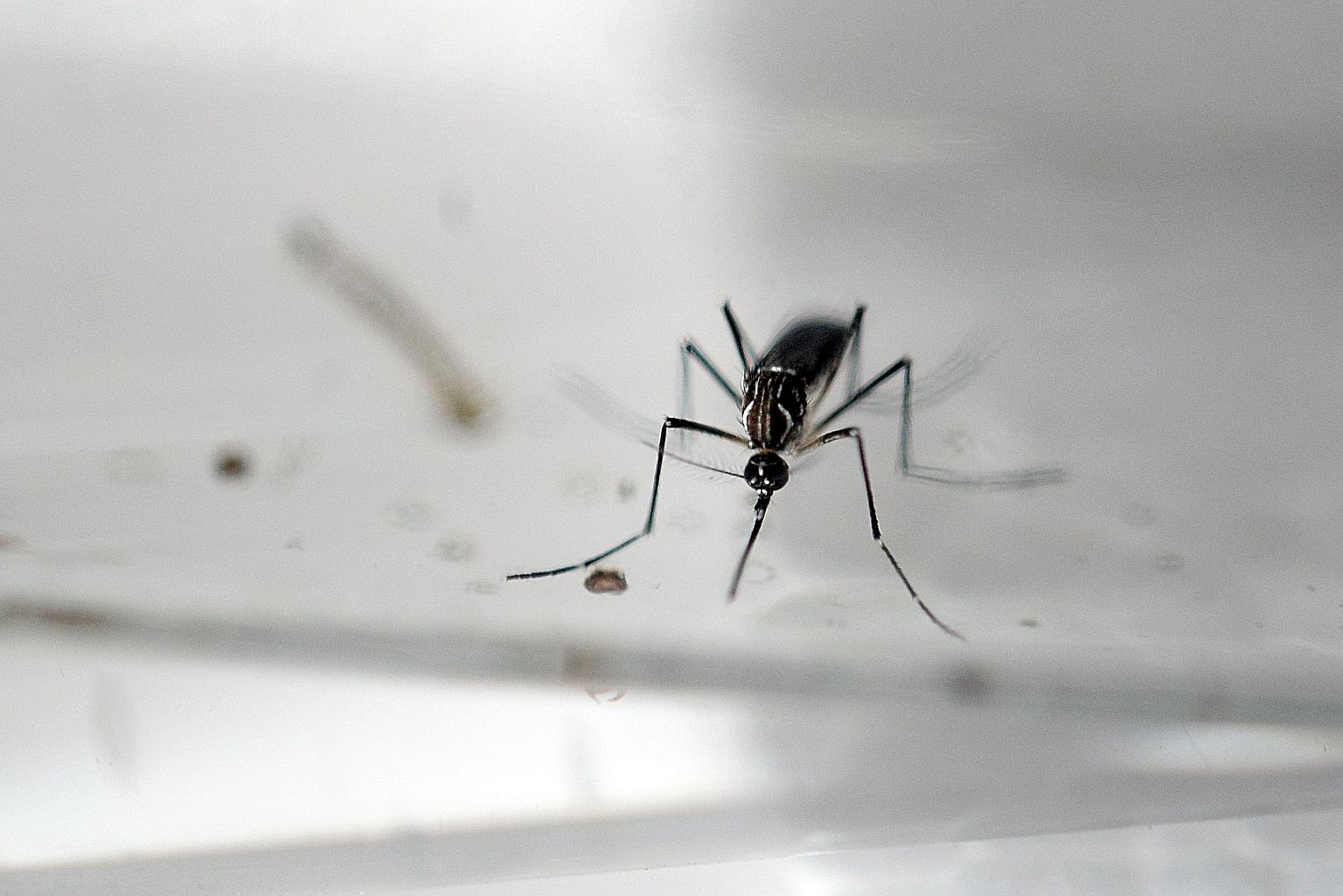 The Aedes aegypti mosquito, which can carry the dengue and Zika viruses, breeds extremely fast in small pockets of standing water and is difficult to find.