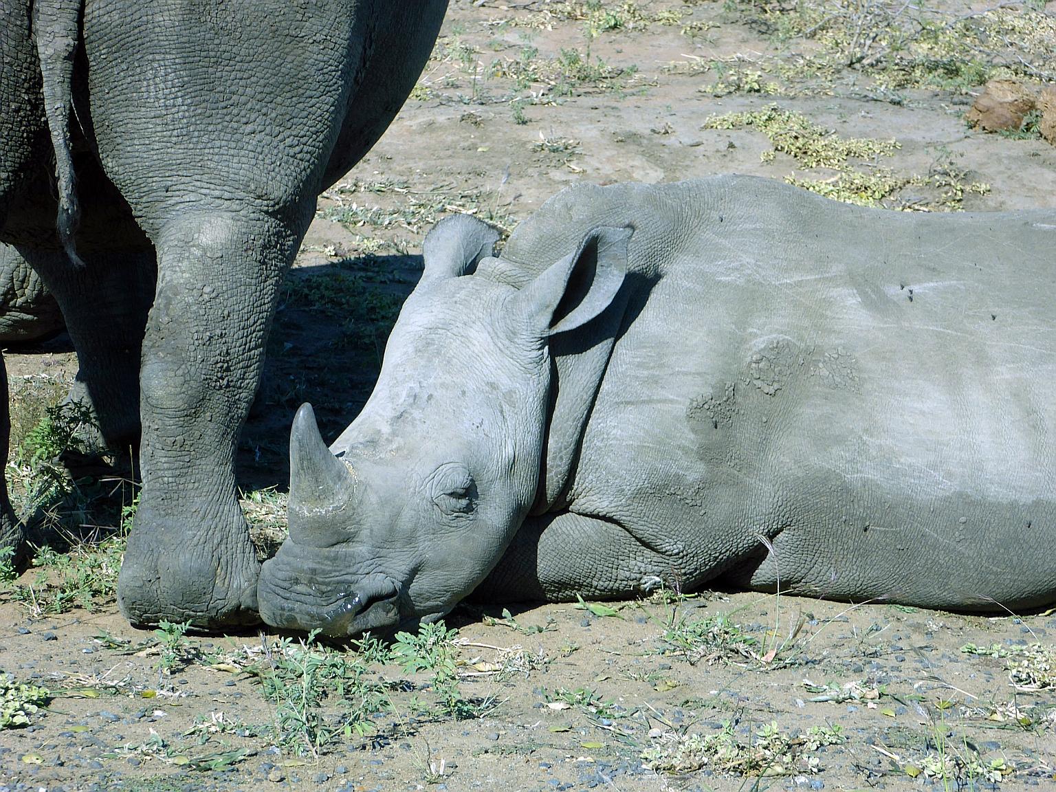 International conservation scientists say an extinction crisis is unfolding for large mammals, including rhinoceroses.