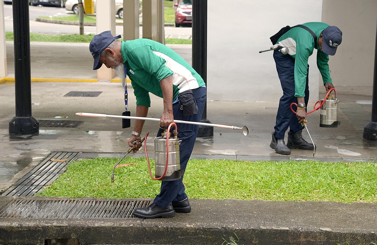 National Environment Agency officers pouring oil into drains. Most of the Aedes aegypti's breeding habitats, such as gutters and crevices, are small and difficult to locate, making it hard to eradicate the mosquitoes.