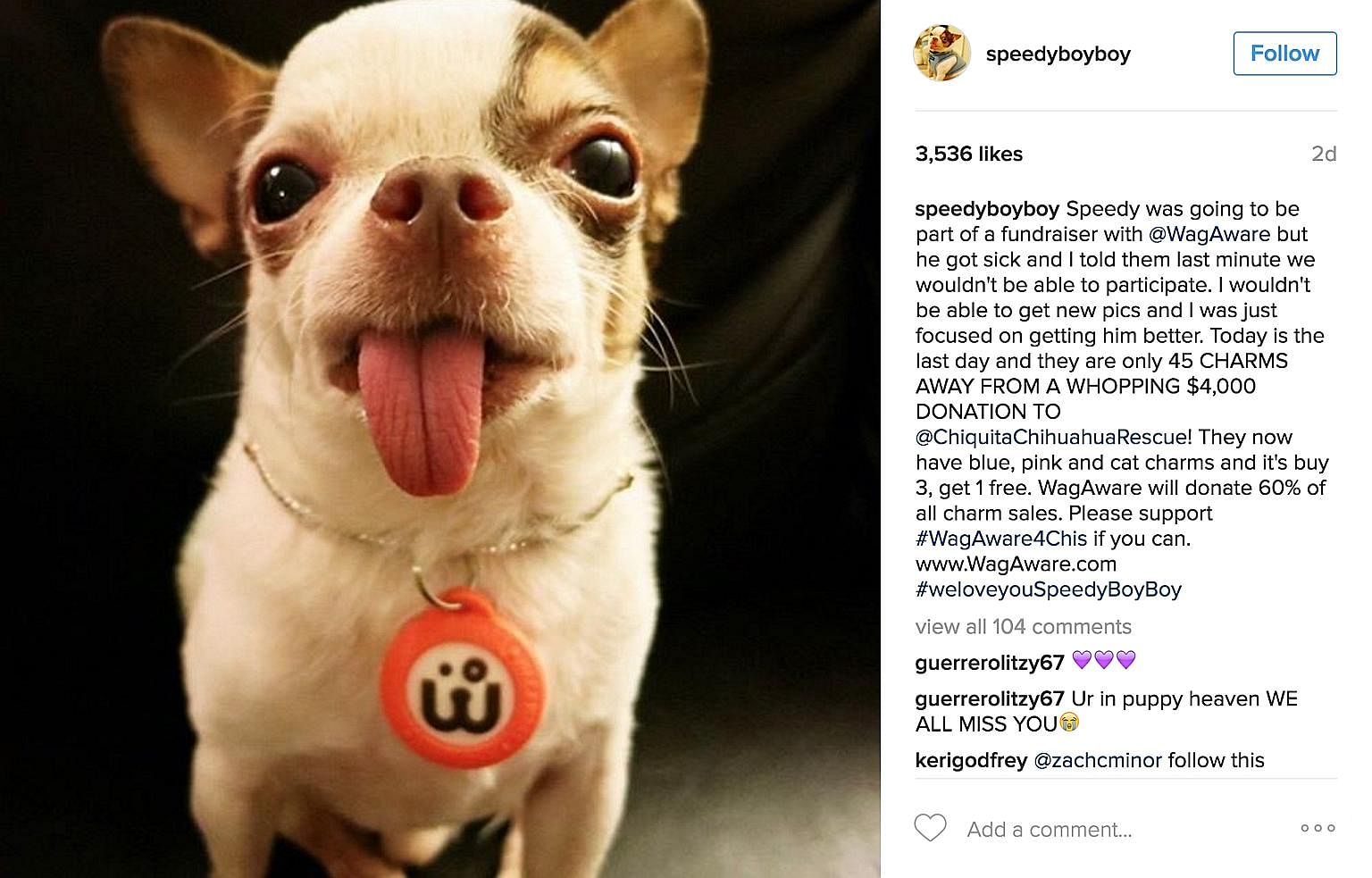 A crowd-funder set up to help pay for Speedy Boy Boy's medical bills reached its goal in less than 24 hours. But just over a week ago, the chihuahua died. Roux (above) is a cat born without front legs. Her Instagram account has close to 400,000 follo