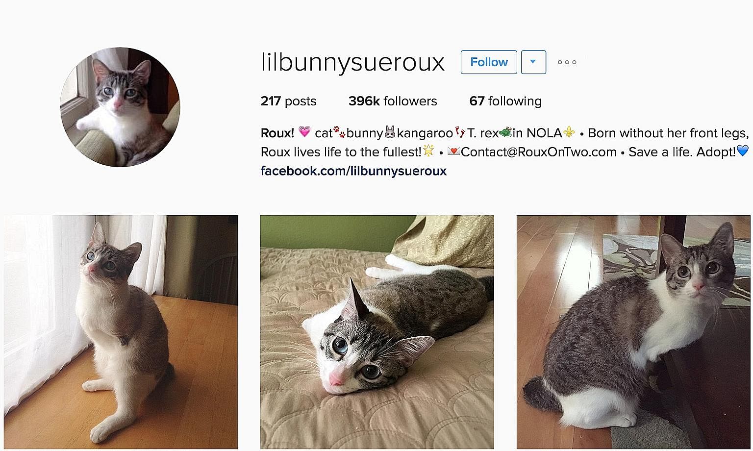 A crowd-funder set up to help pay for Speedy Boy Boy's medical bills reached its goal in less than 24 hours. But just over a week ago, the chihuahua died. Roux (above) is a cat born without front legs. Her Instagram account has close to 400,000 follo