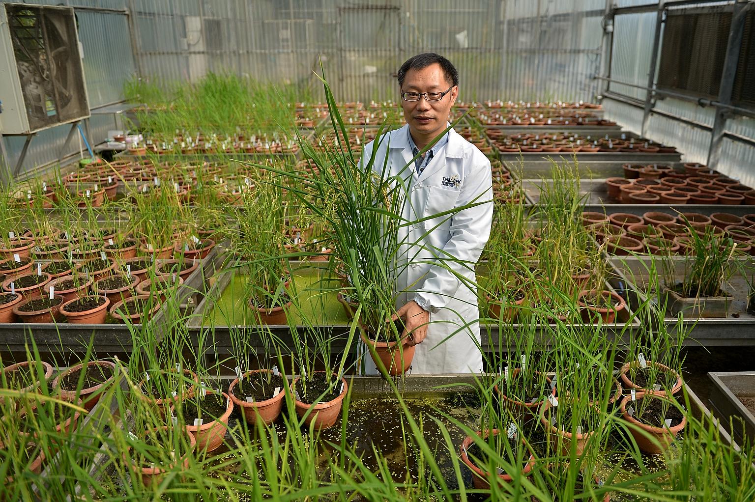 Hardy made-in-Singapore 'Temasek Rice' hits shelves | The Straits Times