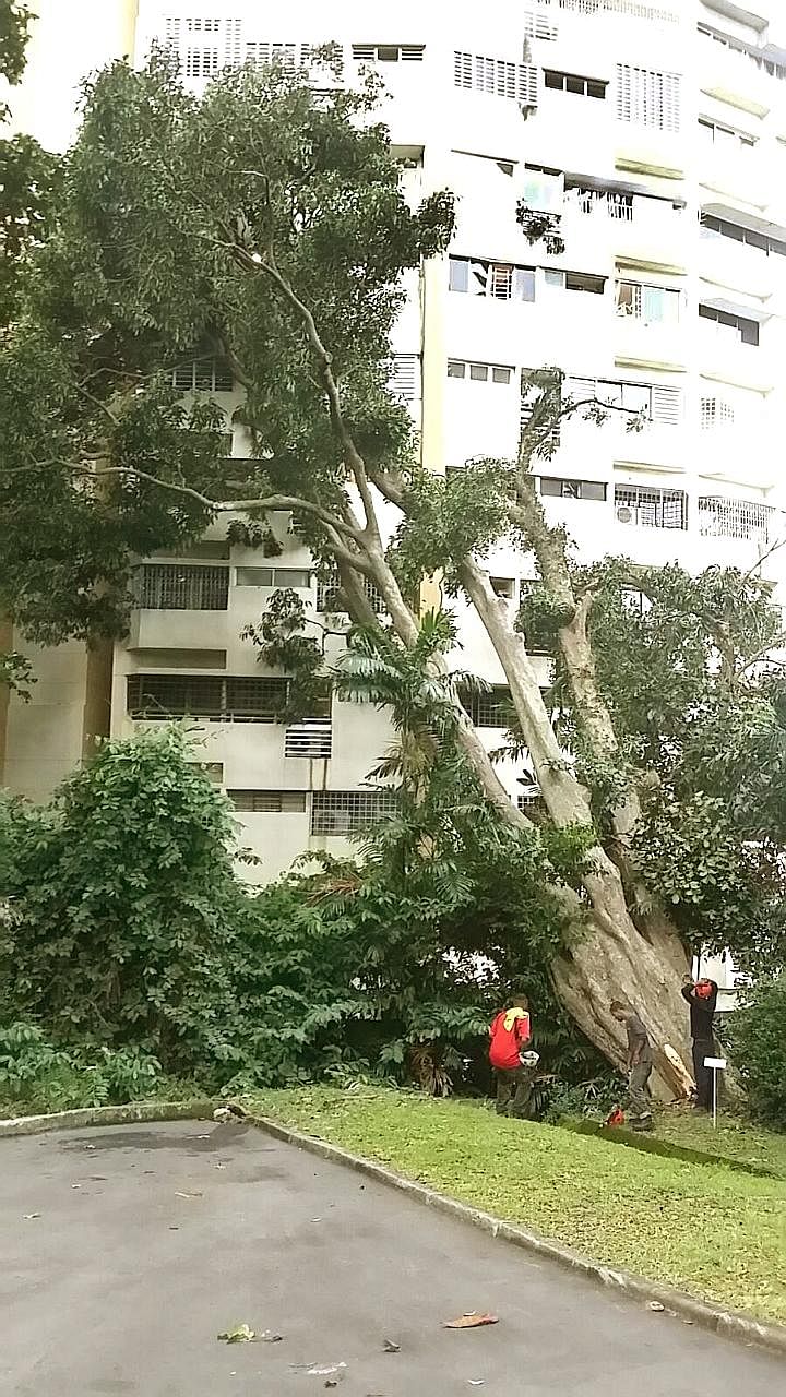 The heritage Purple Millettia tree crashed into Pearl Bank Apartments in Outram in the early hours of Sept 11. At least five units were damaged.