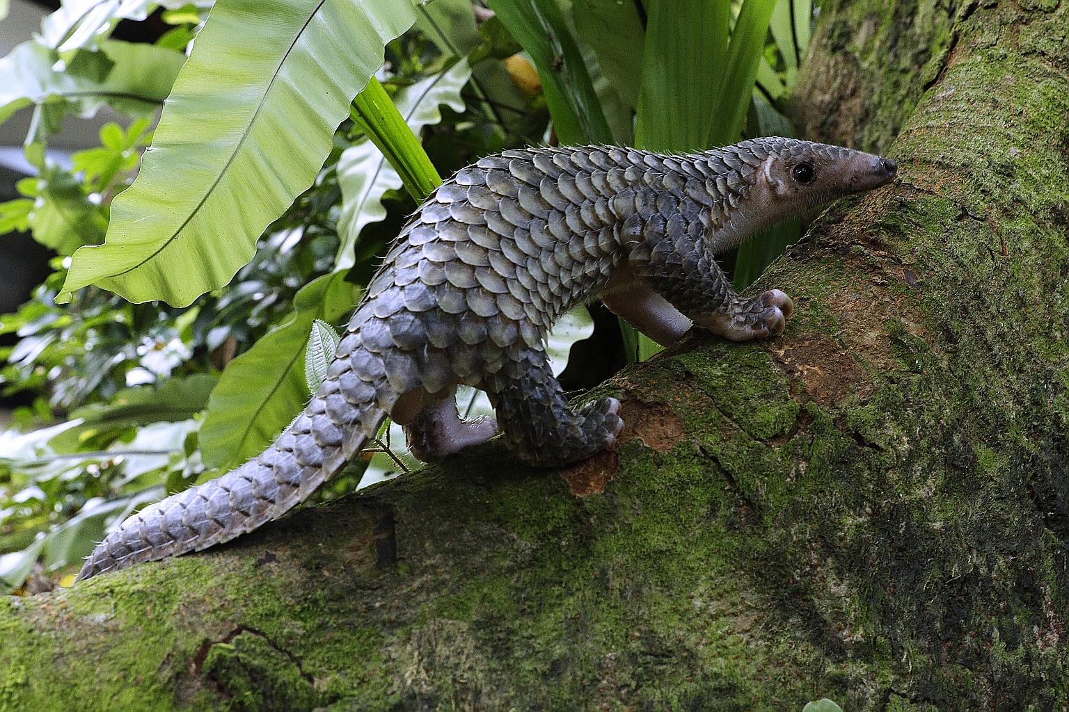 The Night Safari is the first park to successfully breed the Sunda pangolin under human care. Pangolins are the most heavily traded mammal in the world, captured and killed for their scales for traditional medicine - which actually have no medicinal 