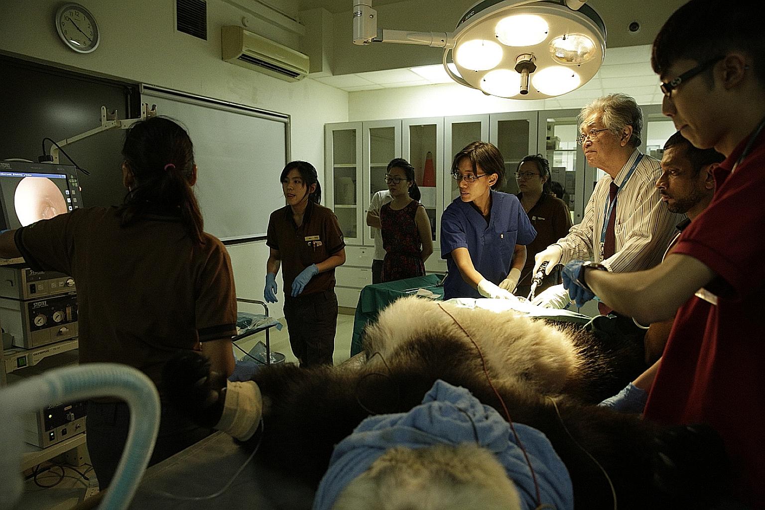 Prof Ng Soon Chye, obstetrics and gynaecology specialist (male), and Dr Serena Oh, assistant director, veterinary services, WRS, collecting a semen sample from Kai Kai earlier this year.