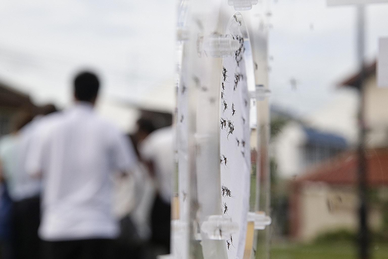 The male Wolbachia- carrying Aedes aegypti mosquitoes released at Braddell Heights yesterday do not bite humans or transmit disease. When they mate with uninfected females, the resulting eggs will not hatch.