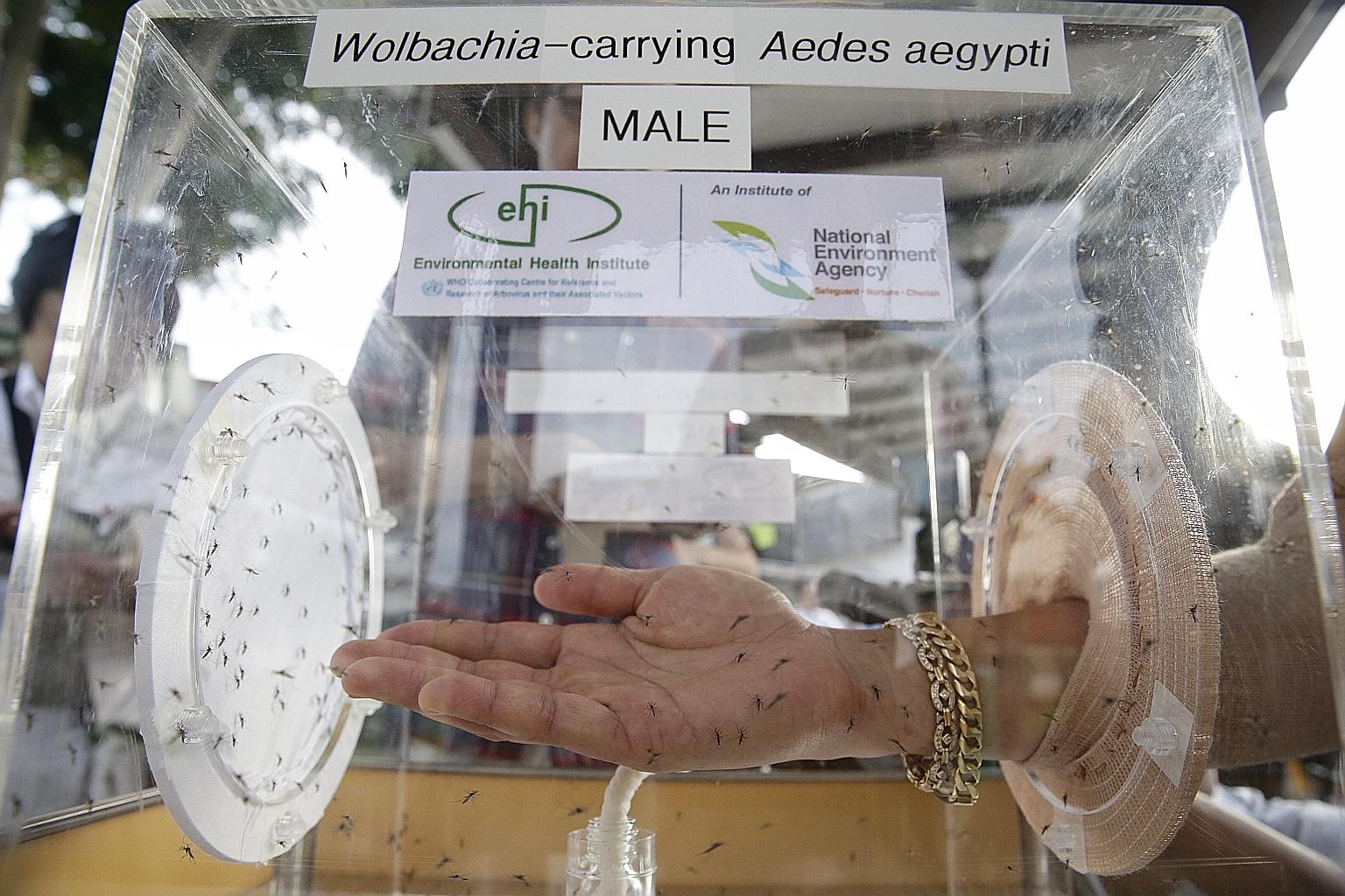 Unlike their female counterparts, these male mosquitoes from the disease-carrying Aedes aegypti variety - which have been artificially infected with the Wolbachia bacteria - do not bite humans. About 3,000 of such mosquitoes were released in Braddell