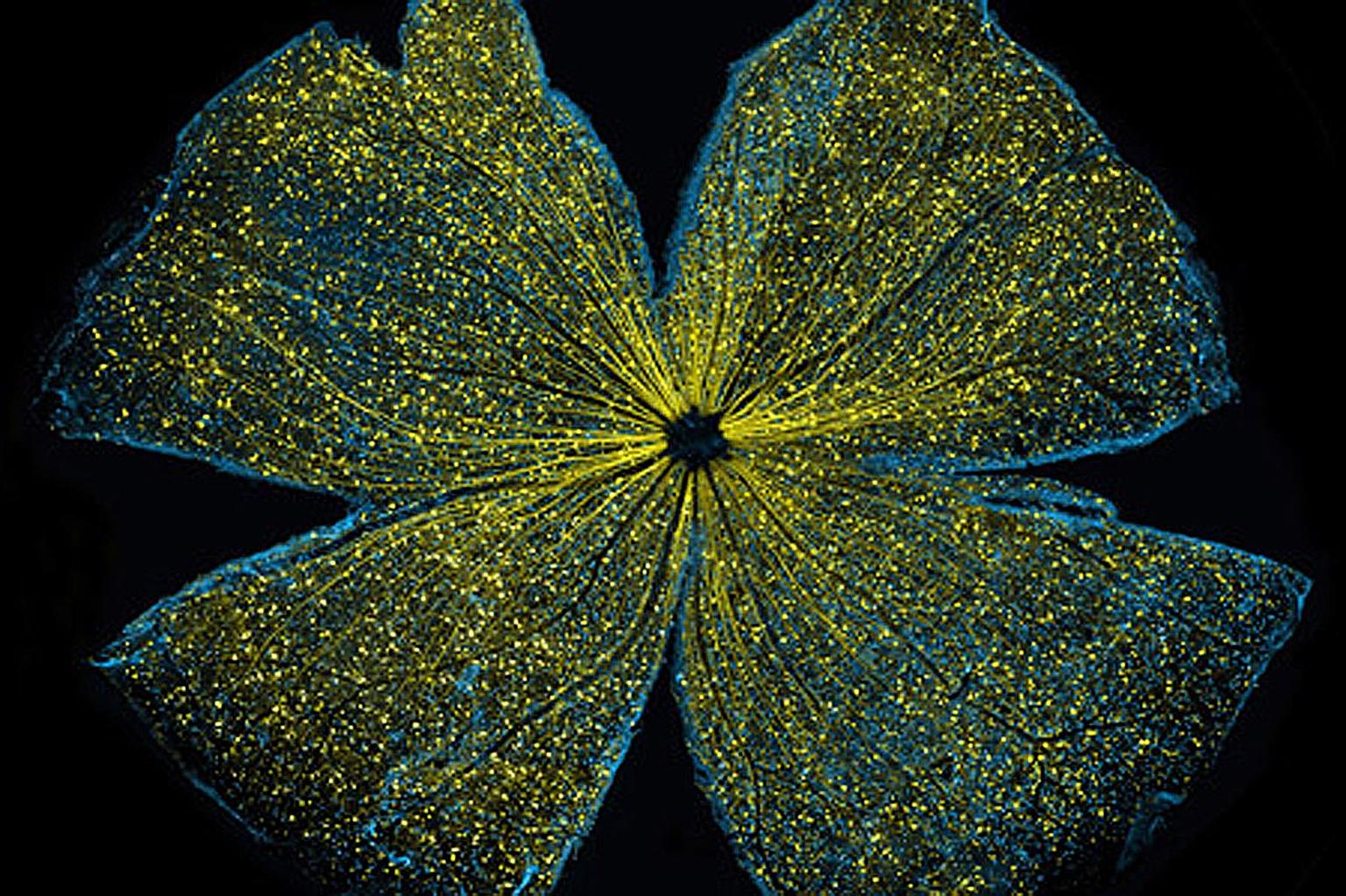 A mouse's retina captured by scientists at the National Centre for Microscopy and Imaging Research at University of California San Diego School of Medicine and Shiley Eye Institute at UC San Diego Health. The confocal microscope image, which depicts 
