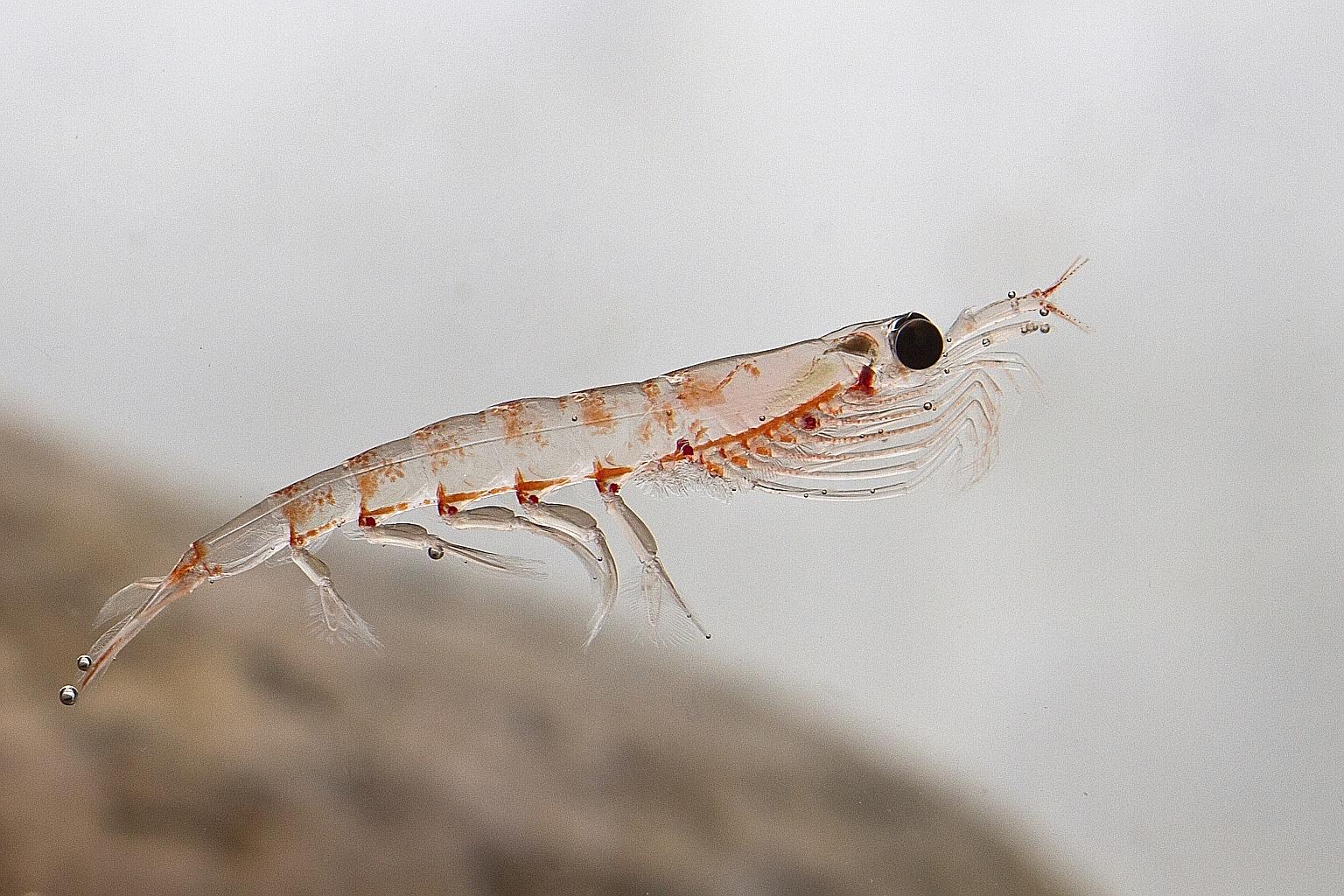 Whales, sea birds, penguins, squid and seals all feed off krill (left). And they compete with commercial fisheries, which sell the tiny creatures to be used as fish food or to make omega-3 fish oil for human consumption.
