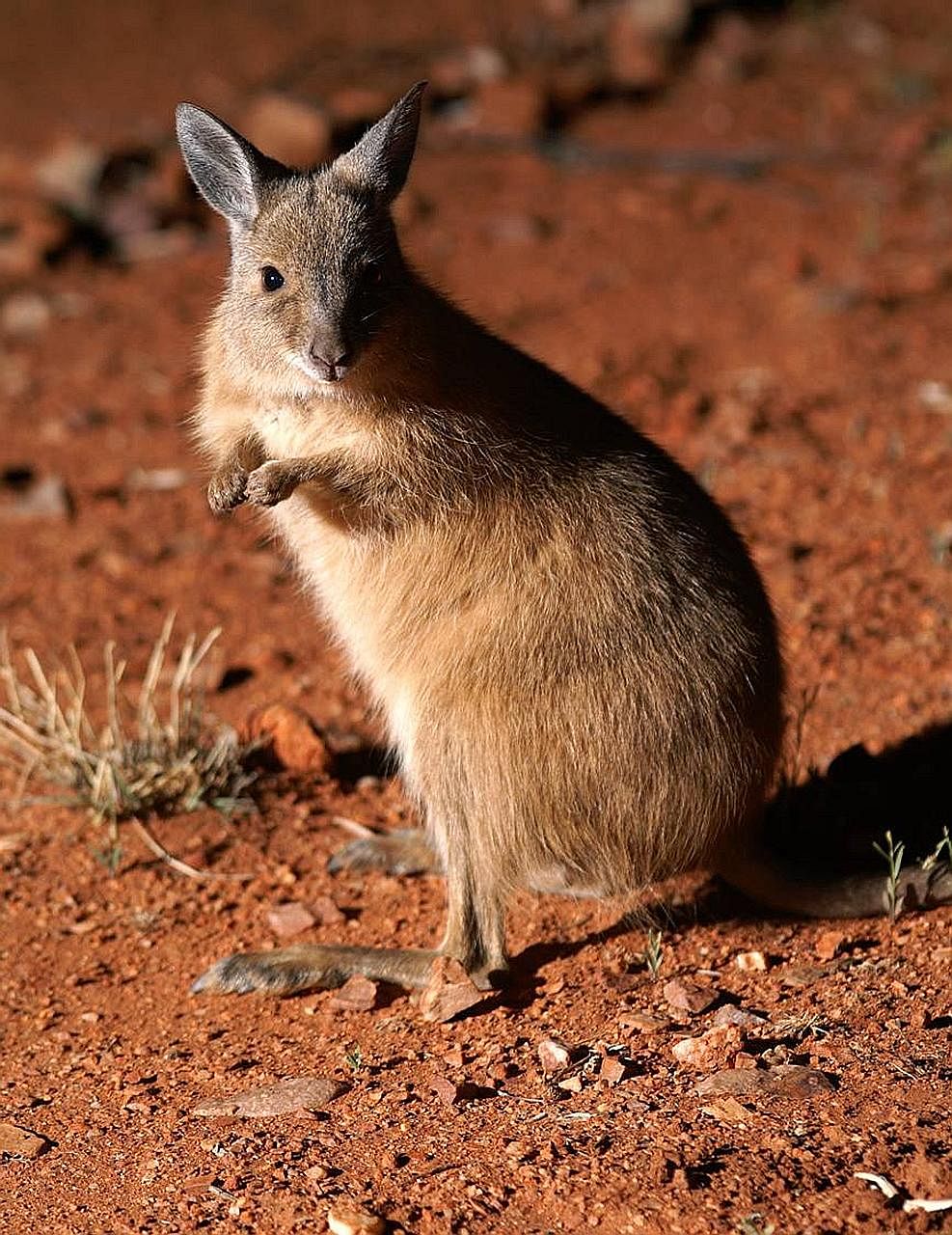 Most of the species to be reintroduced to Dirk Hartog Island are small, and include (clockwise from left) the rufous hare-wallaby, the greater stick nest rat and the western quoll. Western Australia is restoring Dirk Hartog Island, a narrow 80km-long