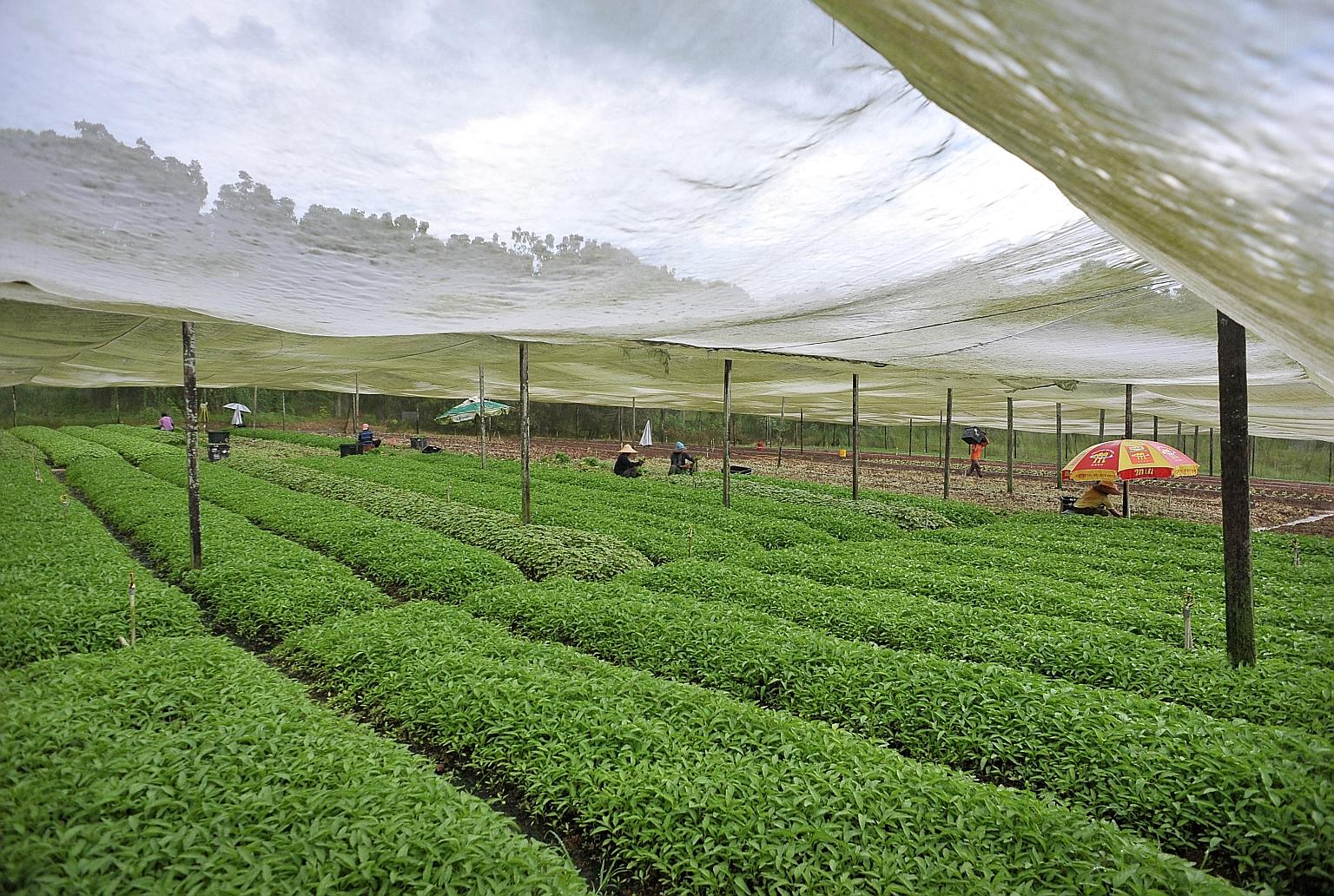 A vegetable farm in Lim Chu Kang. Farmland currently takes up about 1 per cent of Singapore's land.