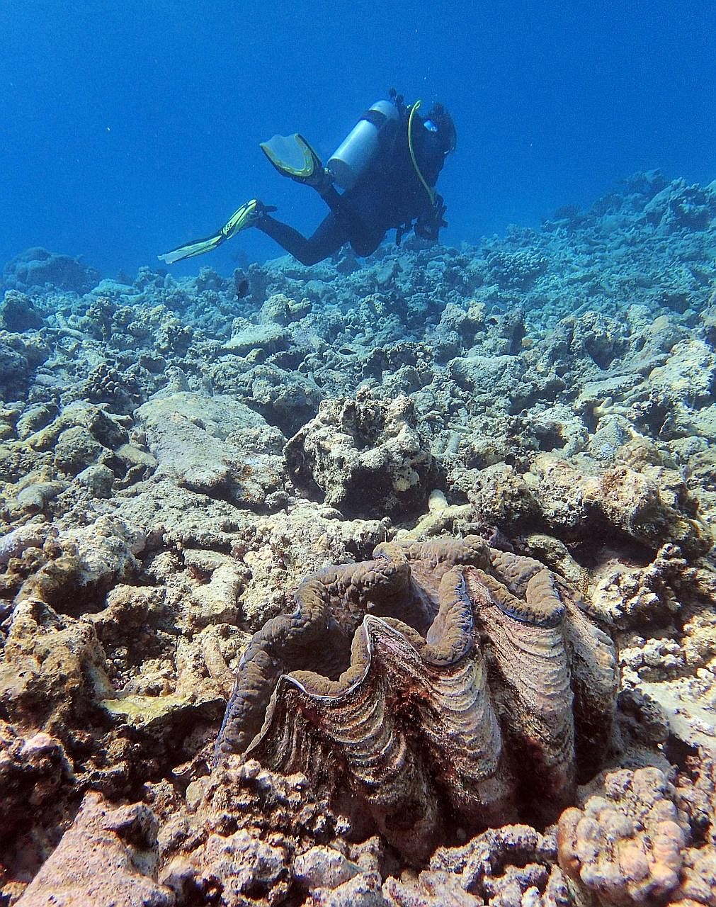 A giant clam on a severely bleached coral reef near Lizard Island on the Great Barrier Reef, Australia.