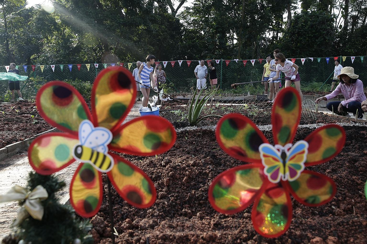 Community members tending their plots at the Eng Kong and Cheng Soon Community Garden yesterday. Applicants ballot for the 90 plots available. All have been taken up.