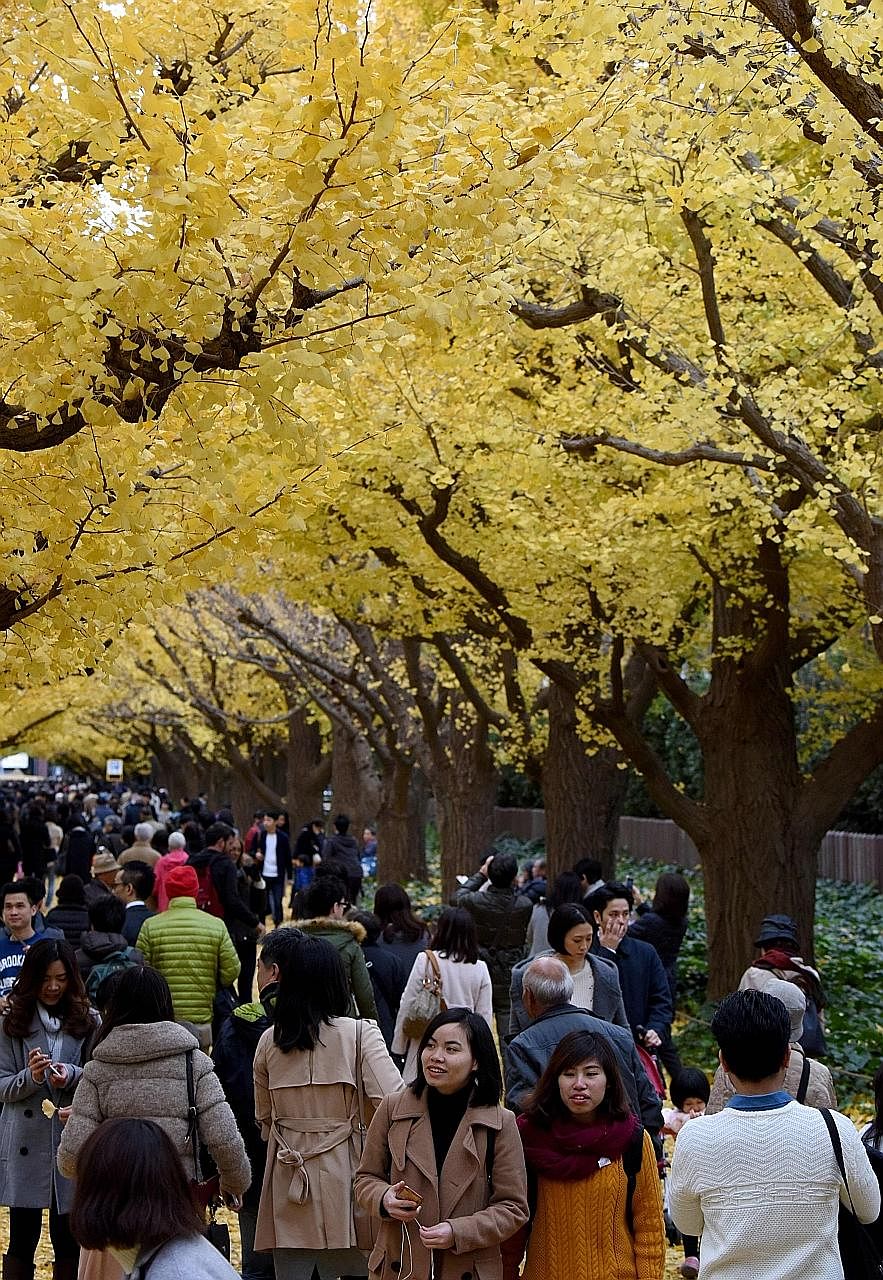 The leaves of maidenhair trees in Tokyo have changed from green to a vibrant yellow that is part of the autumn colours in Japan. The trees, also known as ginkgo trees, are sometimes described as "living fossils" as they have not changed for more than