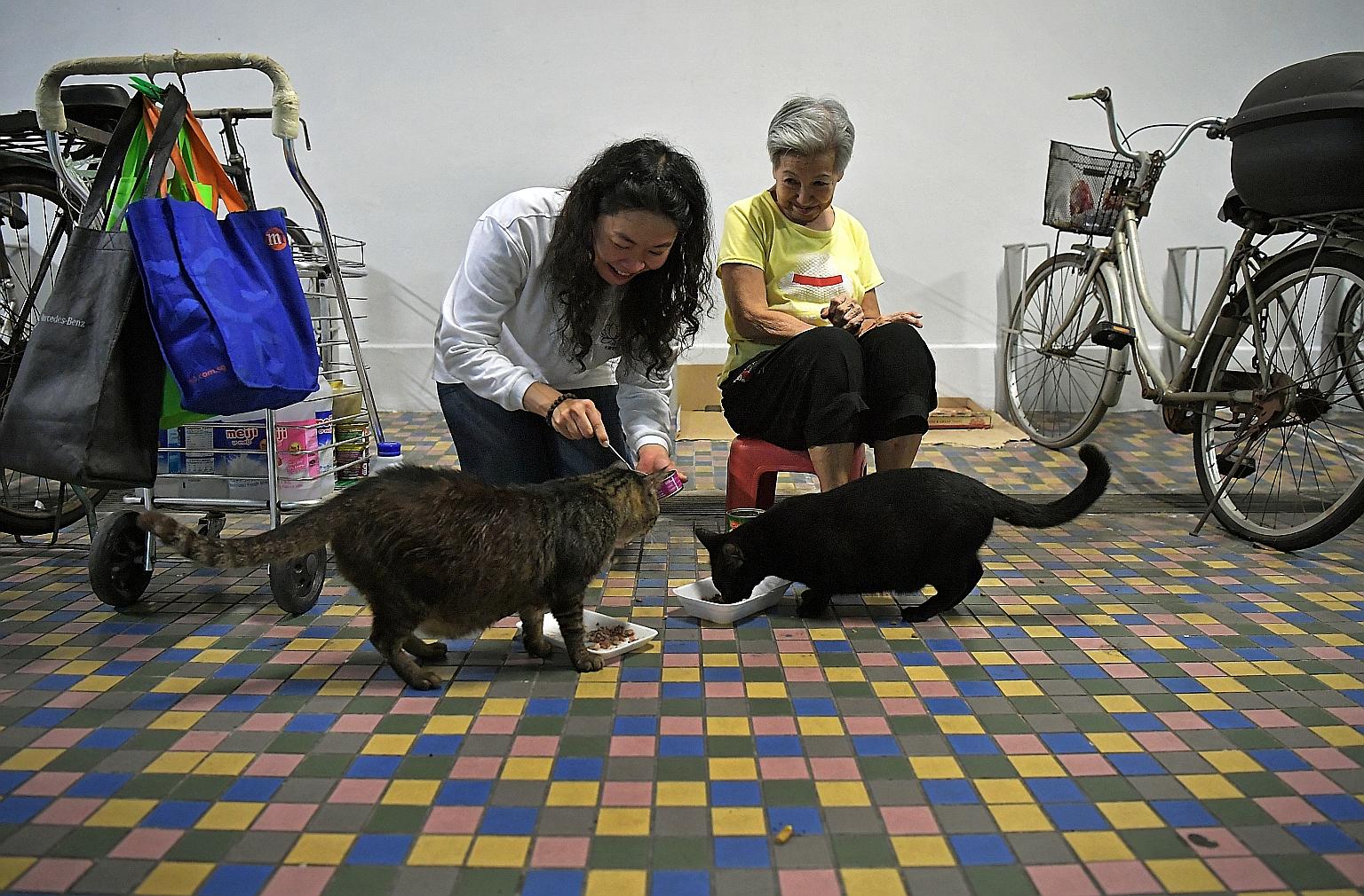 Ms Shirley Tan feeding the stray cats at Madam Nancy Koh's Beach Road estate. Madam Koh, who has been feeding strays out of her own pocket for the past 20 years, will receive free pet food supplies from an annual donation drive initiated by Ms Tan.
