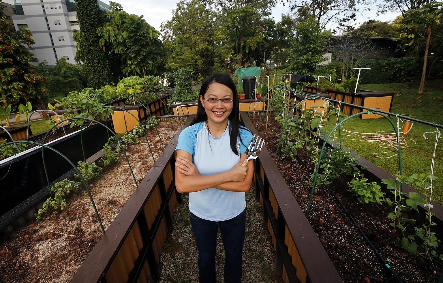 Ms Faith Foo, who has planted corn, eggplants and melons in her HortPark plot since August, says the NParks' scheme has taken root because the plot renter can control what he wants to grow. In community gardening schemes, everyone chips in but the he