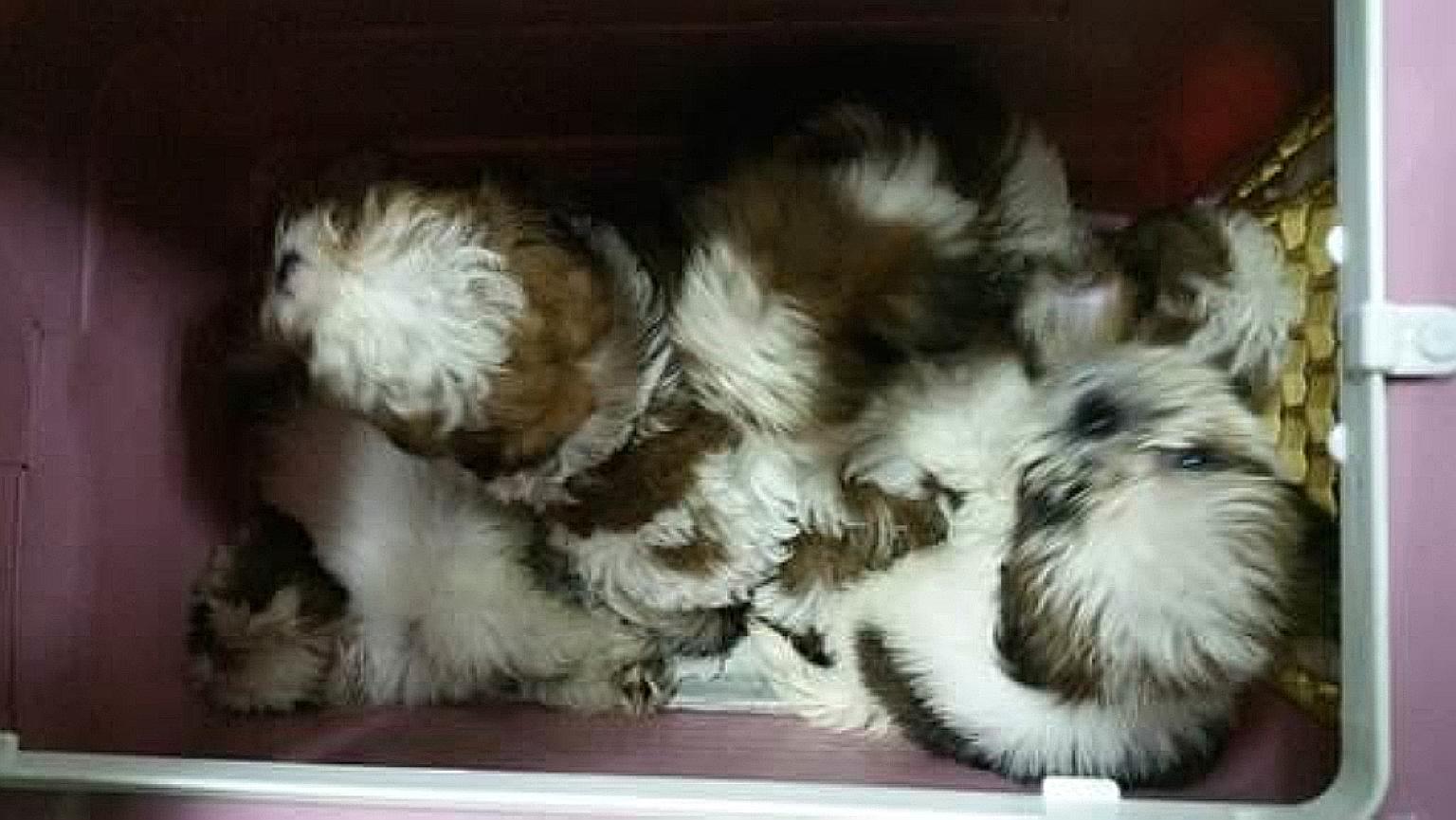 The smuggled puppies were kept in cramped conditions, with no food or water given to them.