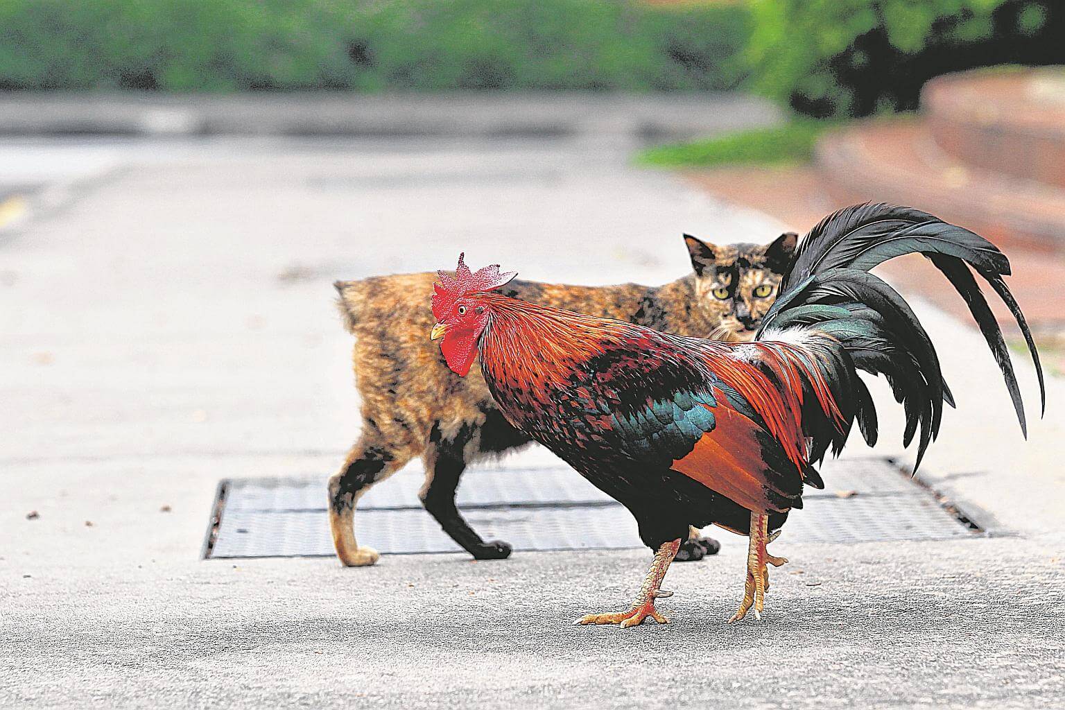 askST Can we keep roosters as pets in residential homes? The Straits