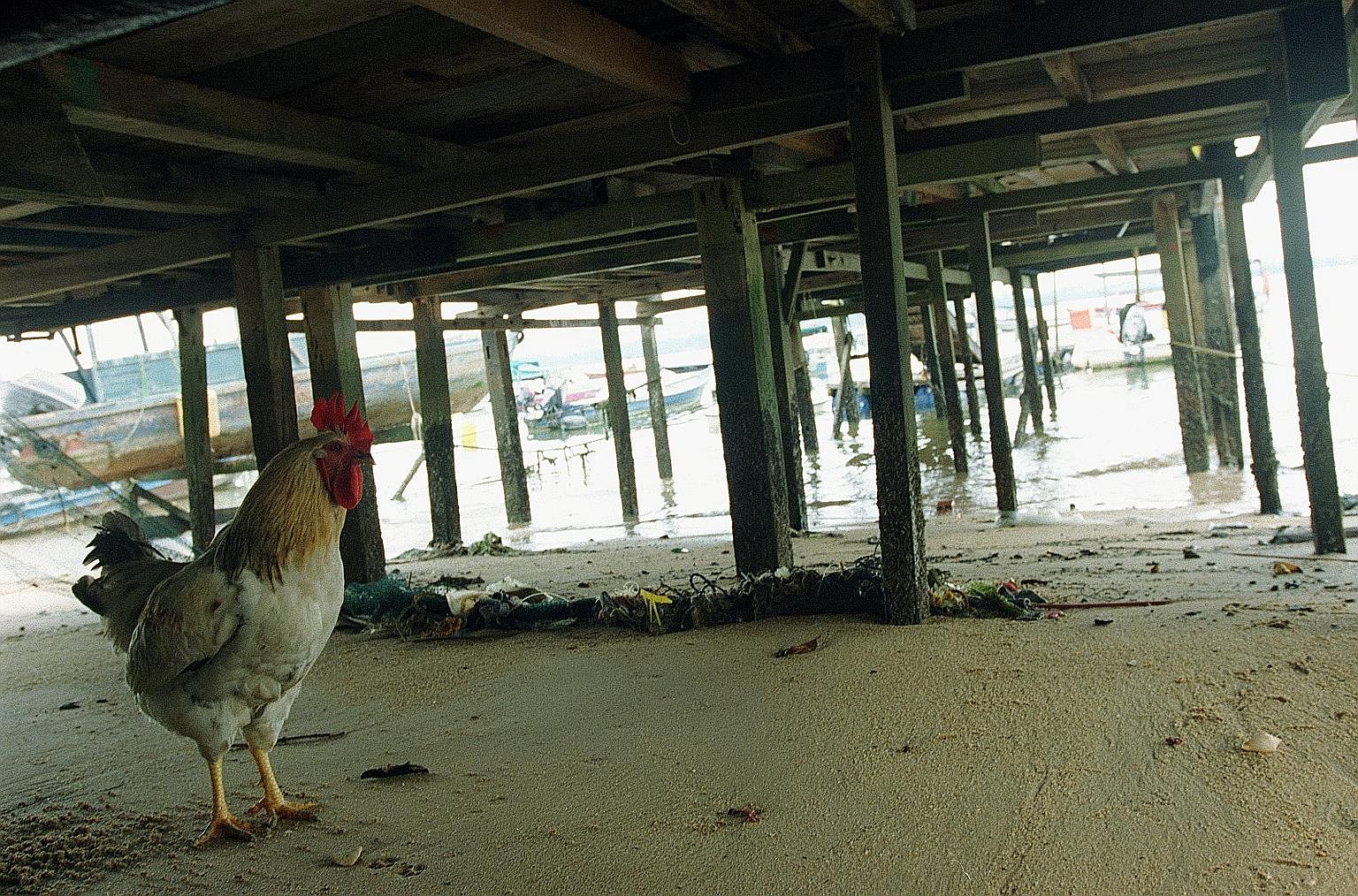 Those living in private residences can keep chickens as long as they adhere to AVA rules.