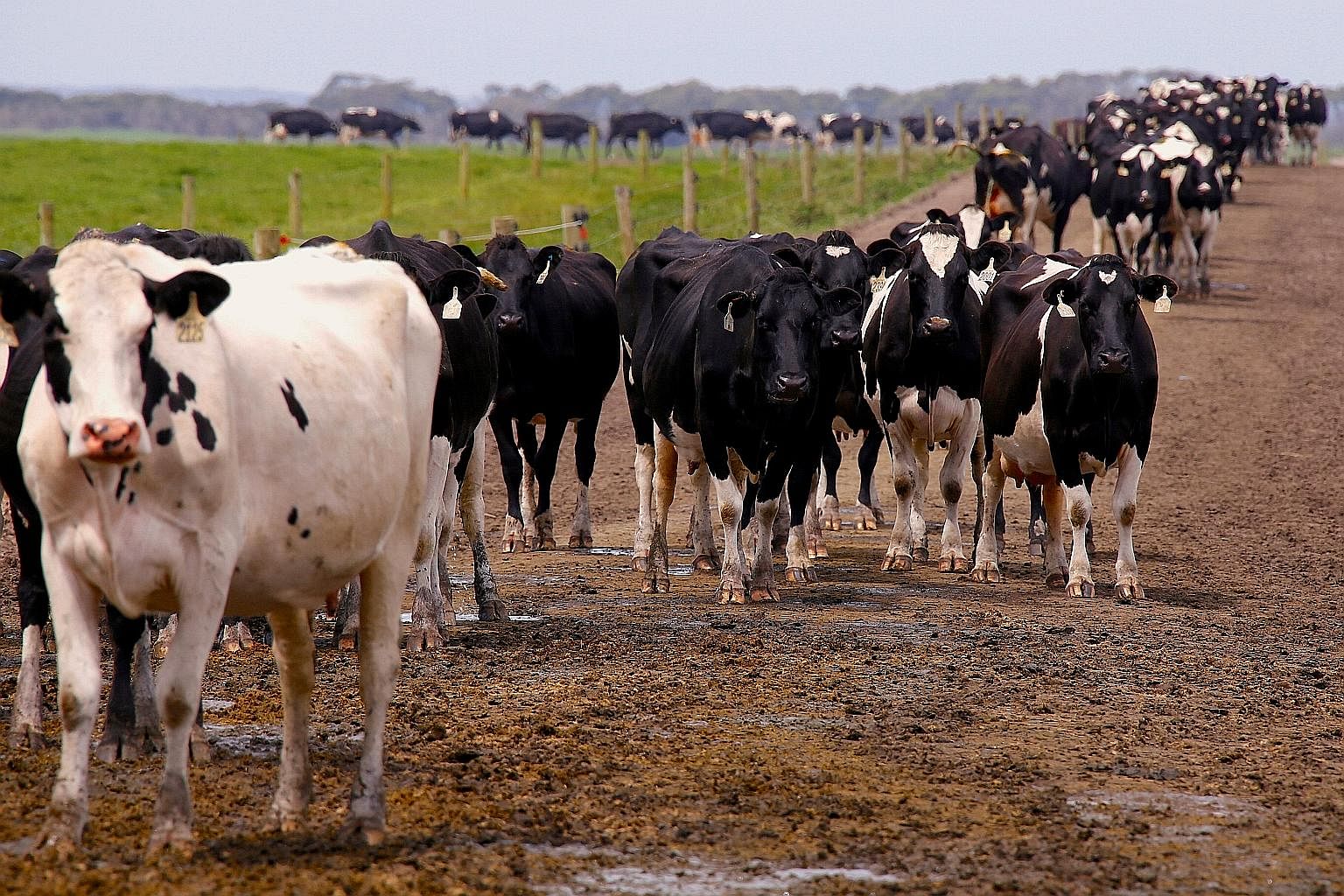 China's Moon Lake Investments paid US$200 million (S$283 million) in cash for Australia's largest dairy, which stretches over 19,000ha of pastoral land in Tasmania.