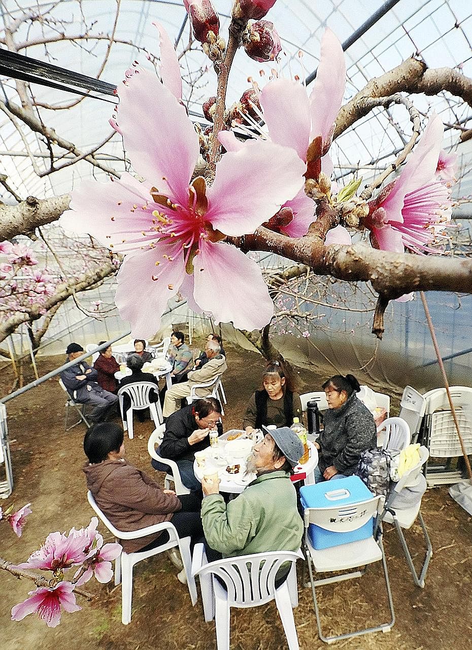 People relaxing amid peach blossoms this week at a greenhouse in Fuefuki, a city known for its peaches, in Yamanashi prefecture. The public can view these peach blossoms at one of the many festivals from early to mid-April, according to the Peach Blo