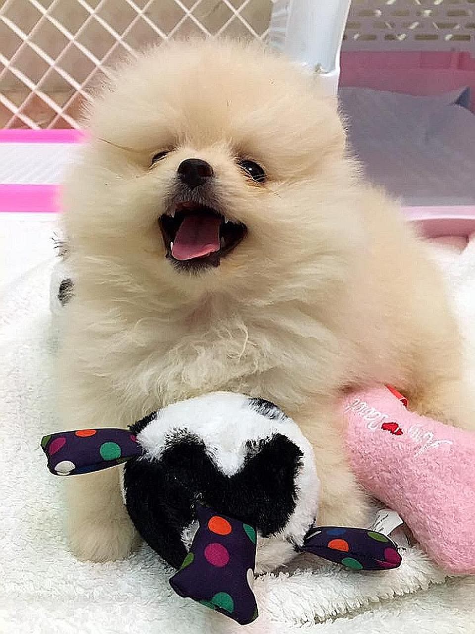 Fatty Paws customer Jorine Lim's puppy, named Mimi, a white pomeranian, died from the canine parvovirus a week after she bought it. She claims it was infected with the disease, spread through dog's faeces, while at the shop. Her Facebook post has bee