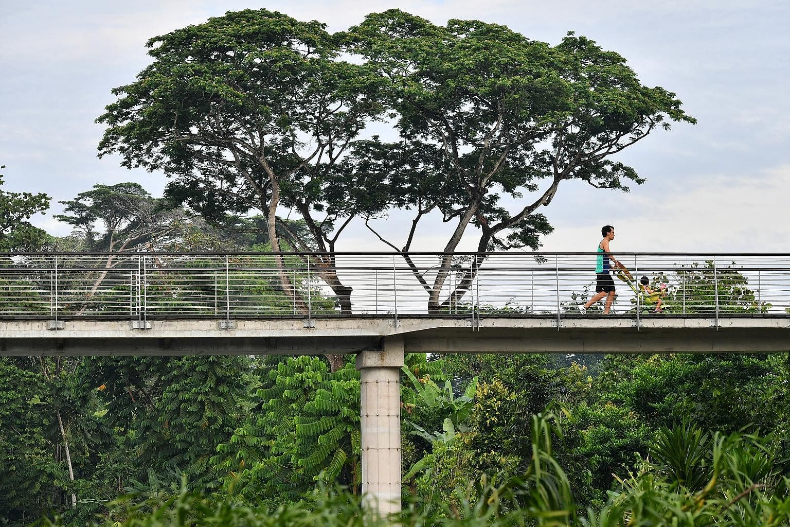 The Botanists' Boardwalk (left) and the elevated walkway (left, below) are part of the Keppel Discovery Wetlands in the Learning Forest. The boardwalk features different plants which have been collected from around South-east Asia and named in honour