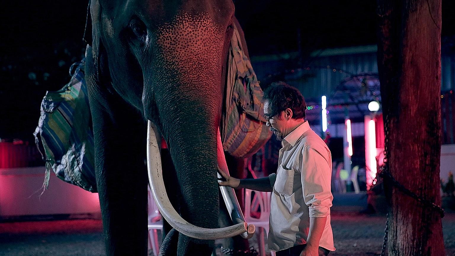 (Above) Thaneth Warakulnukroh stars in Pop Aye, about a man's journey with an elephant.