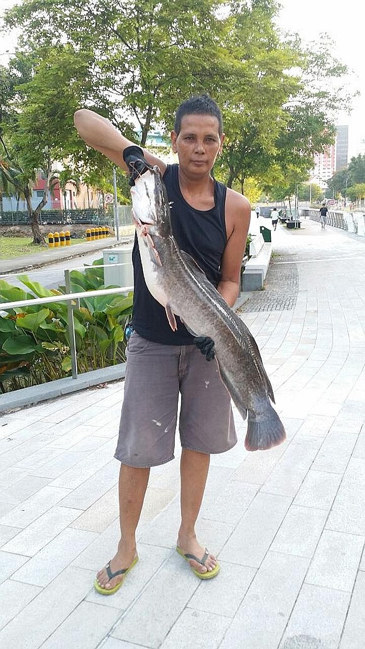Mr Rosman Mohamed (above) with an 8kg catfish that he caught at Rochor Canal.
