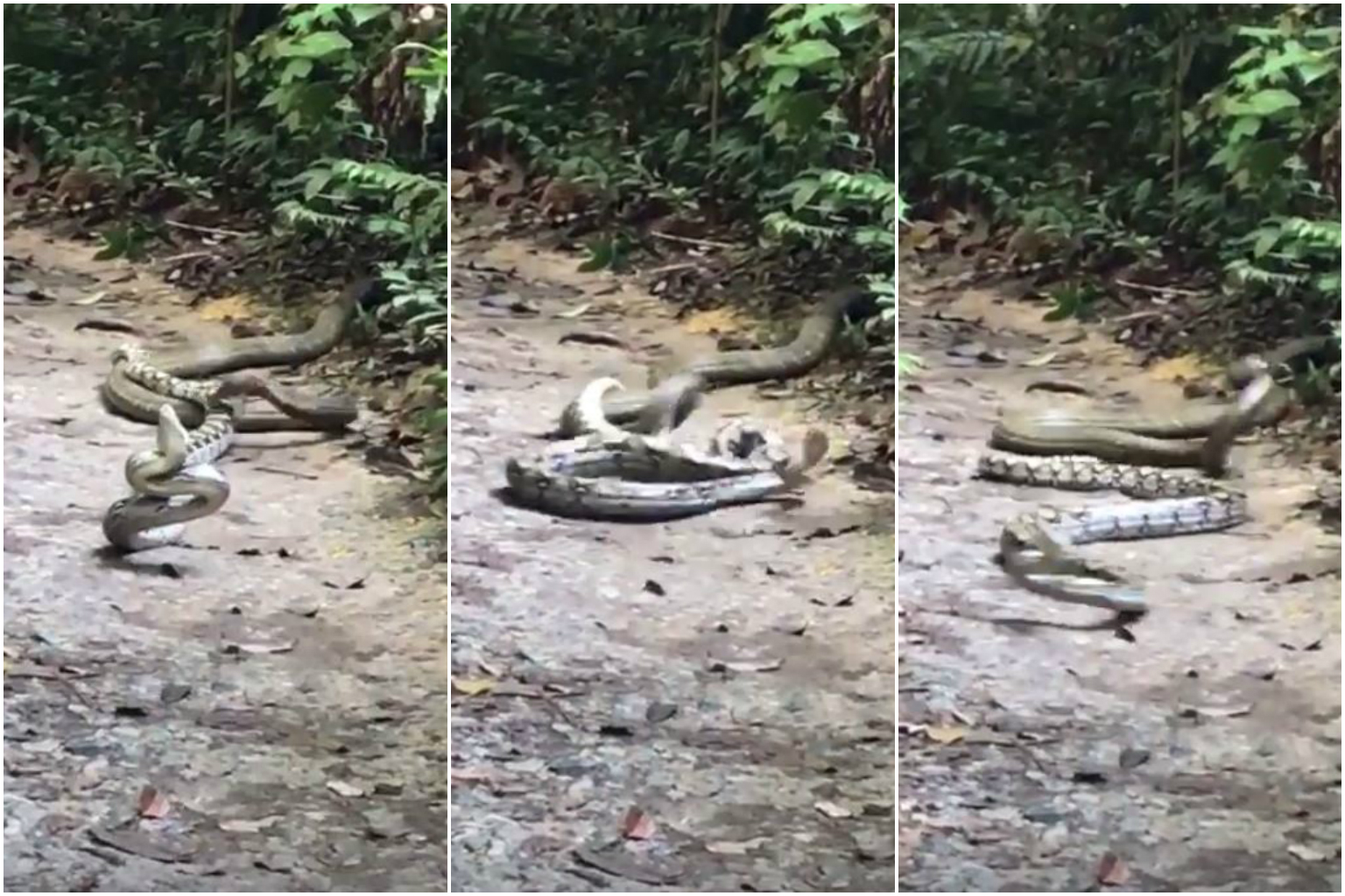 Python v king cobra round 2: Snakes do battle at MacRitchie trail | The ...