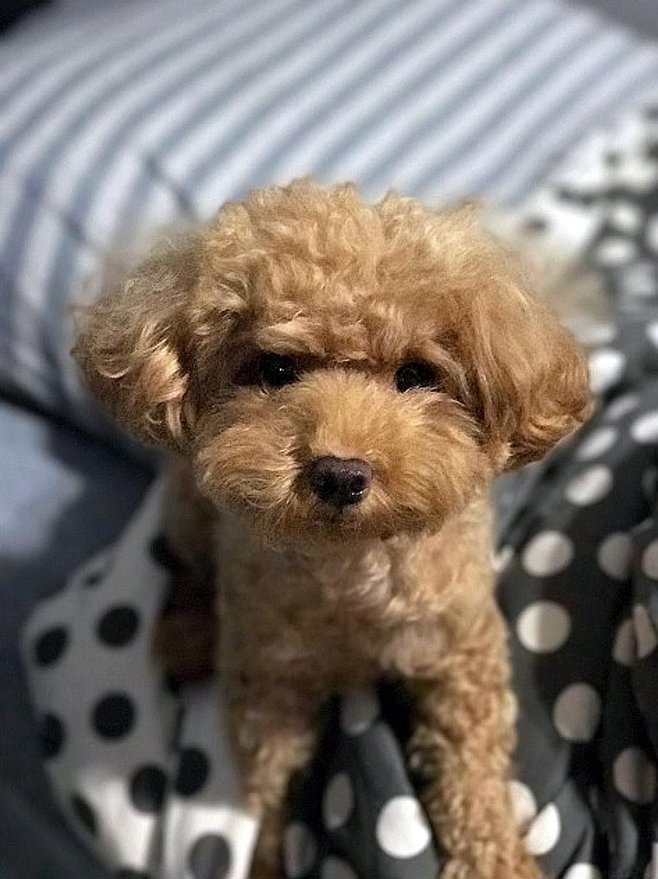 Gerald Kok Zhin Oi allegedly ill-treated the toy poodle between July and December last year. He is accused of hitting it with a cushion and clothes hanger. He also allegedly flung the dog on a bed twice, and it hit the wall the second time.