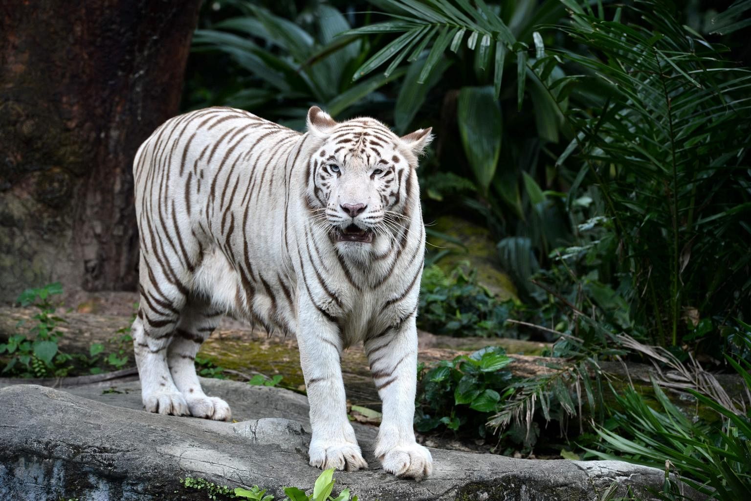 Бенгальский тигр альбинос