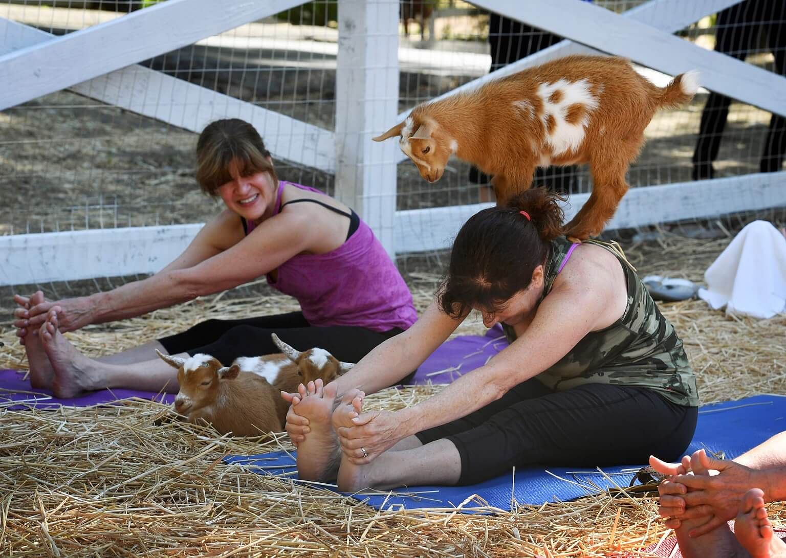 Yoga with goats craze takes off in US