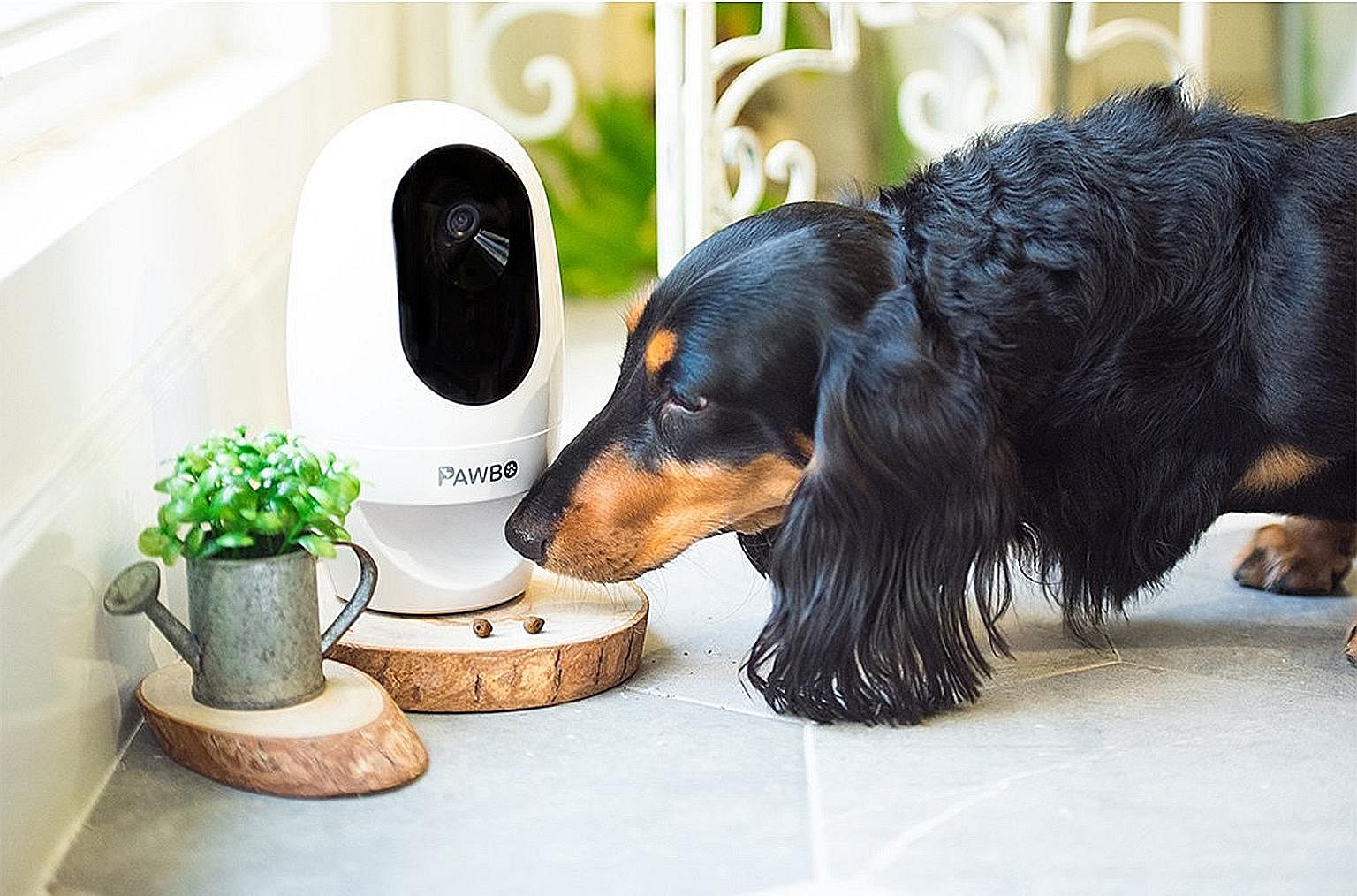 If you see that your pet has been a good boy, tap a button on your smartphone and the Pawbo+ smart pet camera will dispense a reward.