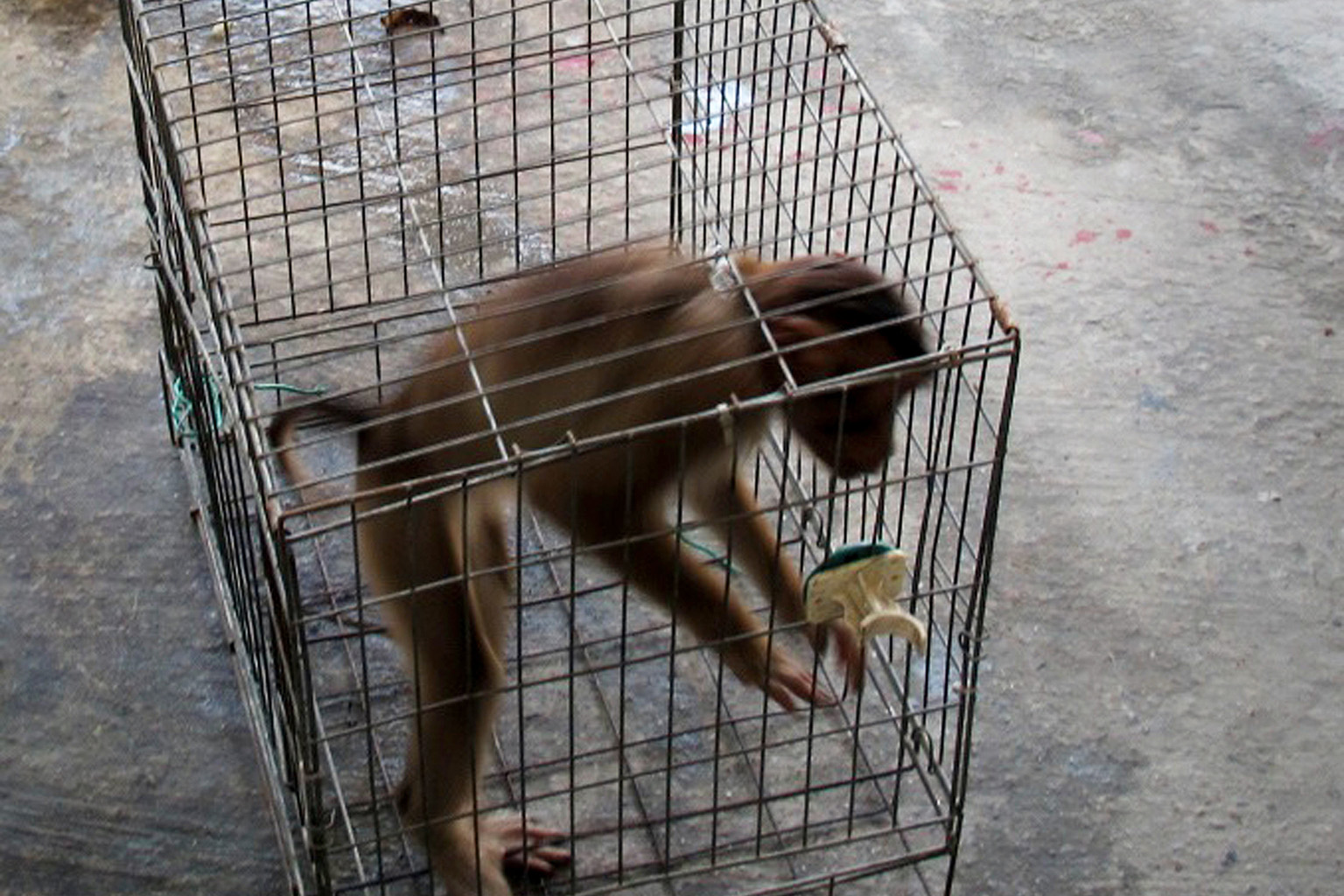 A Wildlife Reserves Singapore veterinarian examining the hedgehog seized from the Bukit Panjang flat. A pig-tailed macaque and a leopard cat seized by AVA inspectors.The most commonly seized animals are star tortoises, hedgehogs, ball pythons, sugar