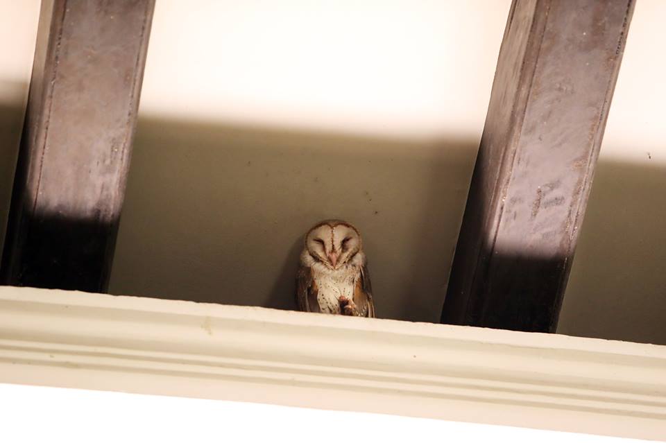 Barn owl visits Prime Minister Lee Hsien Loong again, for the