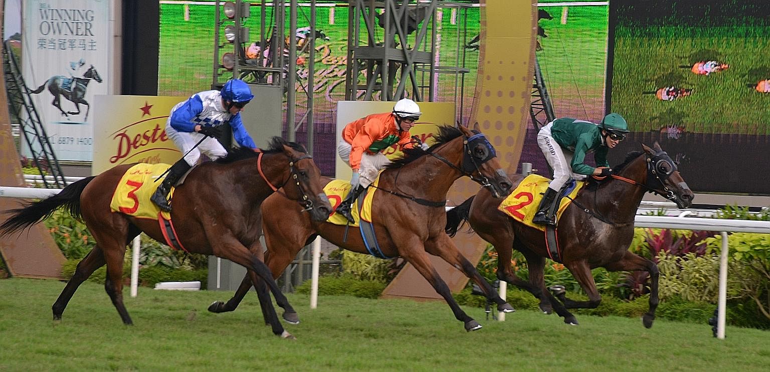 Jockey Michael Rodd (green cap) guiding Gilt Complex to an unlikely victory in the Dester Singapore Gold Cup. The top three horses were each separated by a mere 0.01 second in the closest of photo finishes.