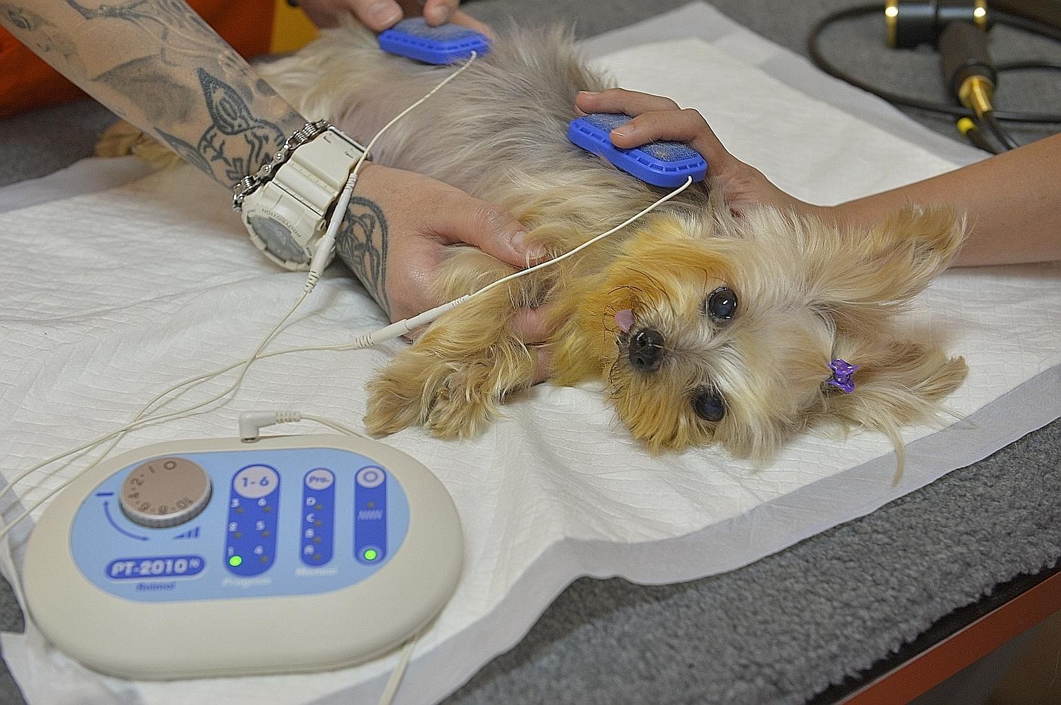 Shetland sheepdog Junior (left) does balancing exercises to build core muscles and manage its arthritis, while Maeko (below), a Yorkshire terrier, gets neuromuscular electrical stimulation.