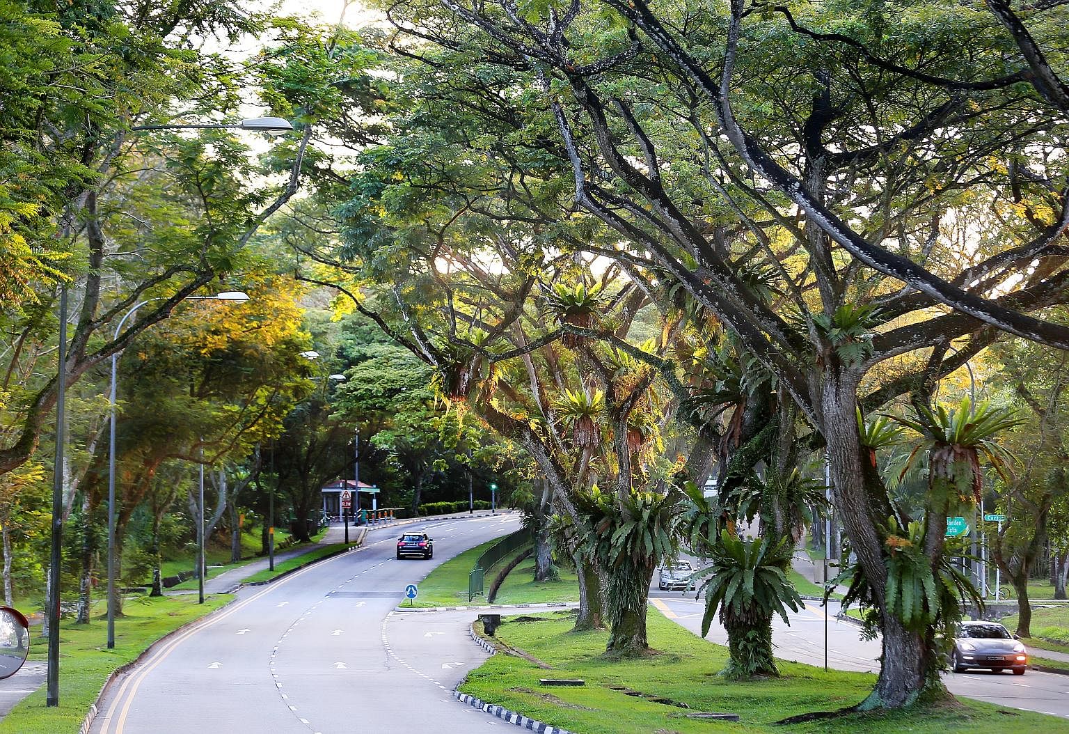 The writer calls a 1 1/2km stretch of Yio Chu Kang Road his "refuge". This green belt is where he usually goes for his Sunday walks, to get away from life's "pesky little irritations". Driving shows you nothing, he says. Instead, it is only when one 