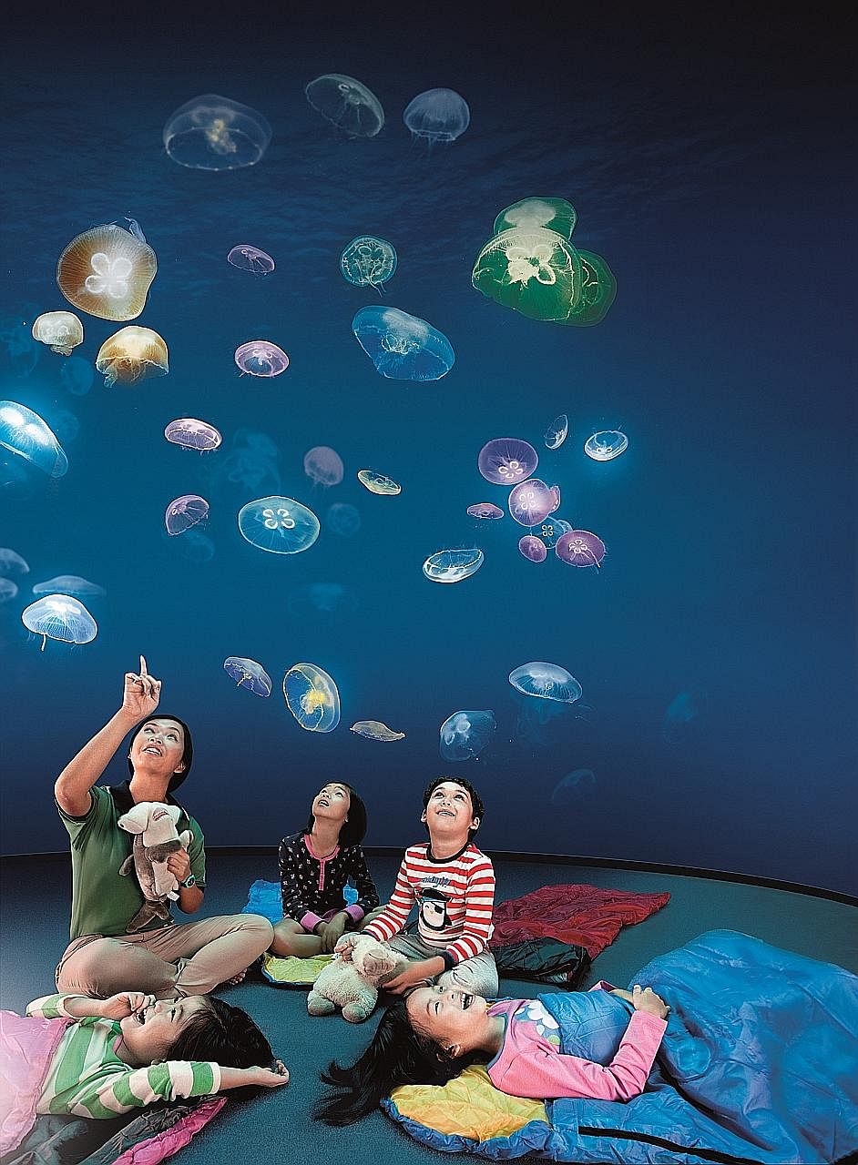 Resorts World Sentosa's Ocean Dreams package lets a family of four enjoy an overnight stay at the S.E.A. Aquarium, including the rare opportunity to feed manta rays and attend talks on ocean conservation, as well as breakfast the following morning.