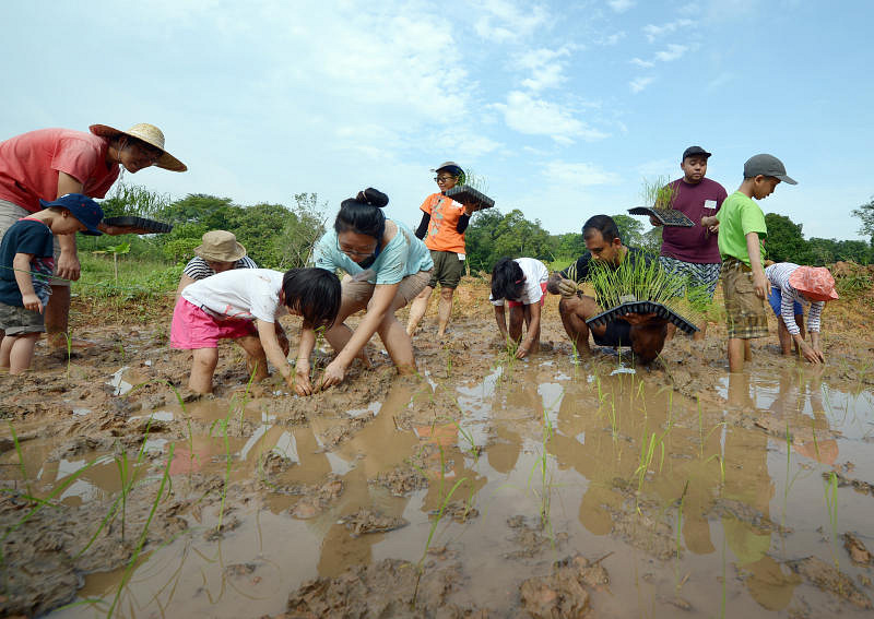 Children and parents plant rice to appreciate how the staple food is ...