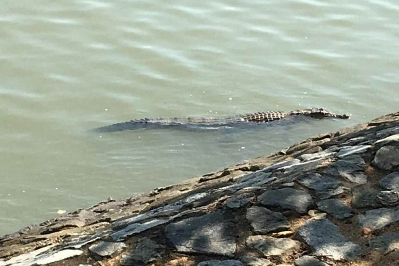 Shaman Eaten By Crocodile