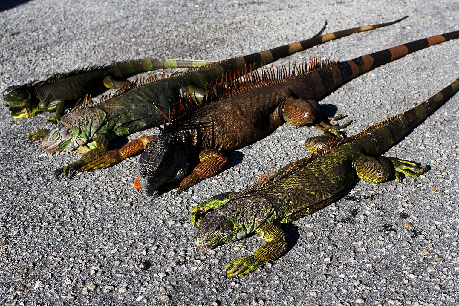 Iguanas are falling out of trees in Florida because it's so cold The